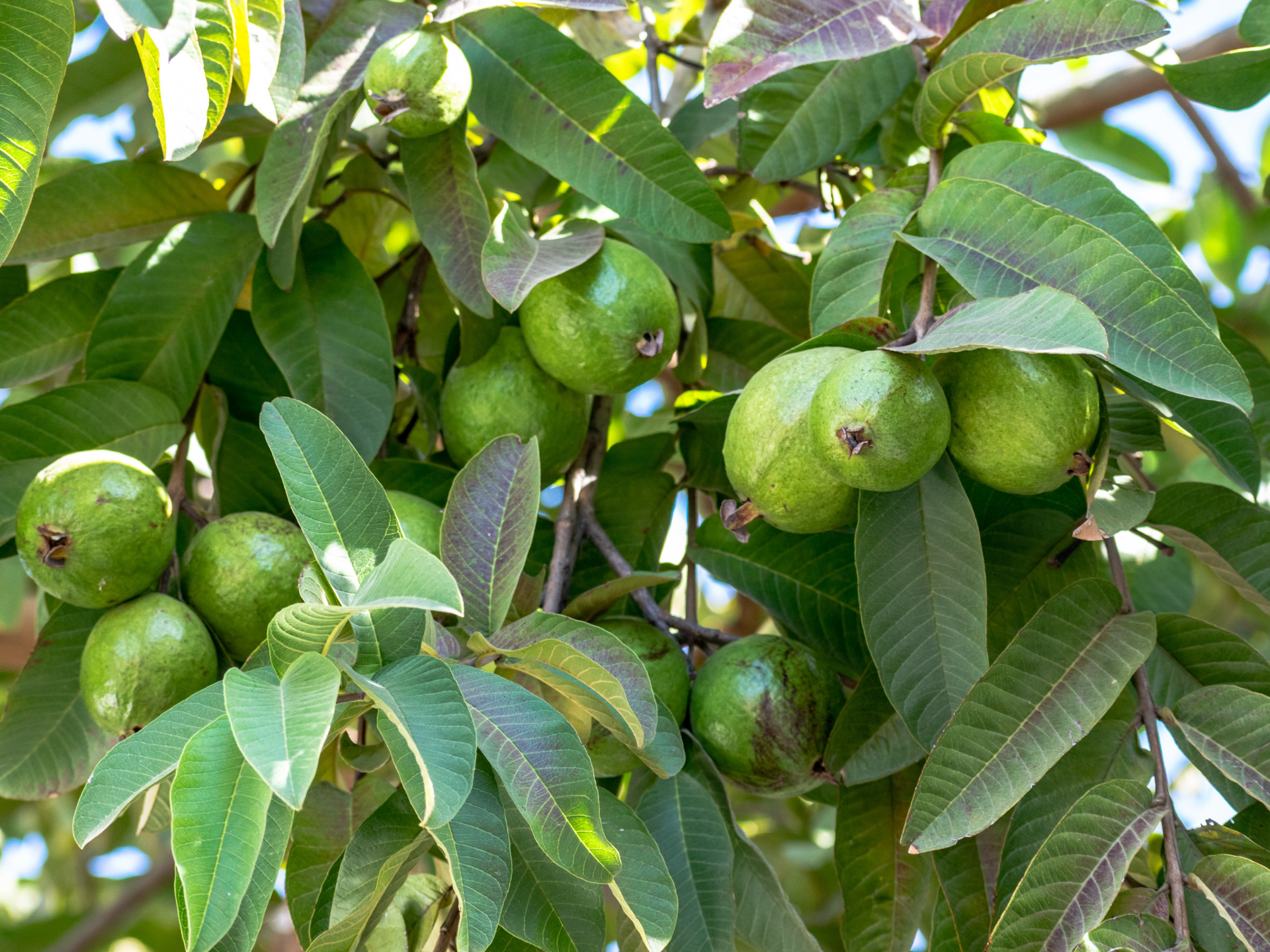 Foto de Goiabeira (Psidium guajava)