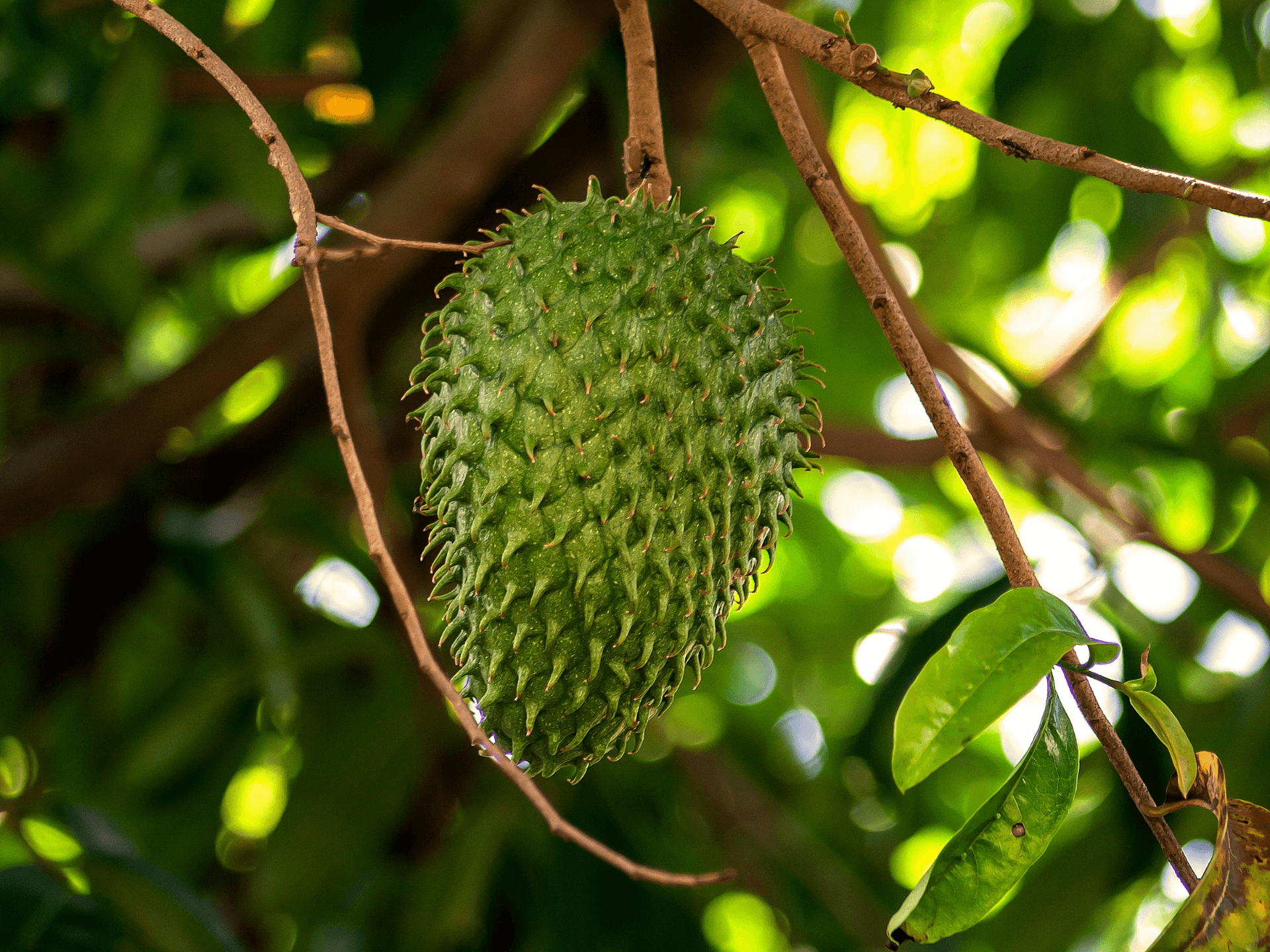 Foto de Graviola (Annona muricata)