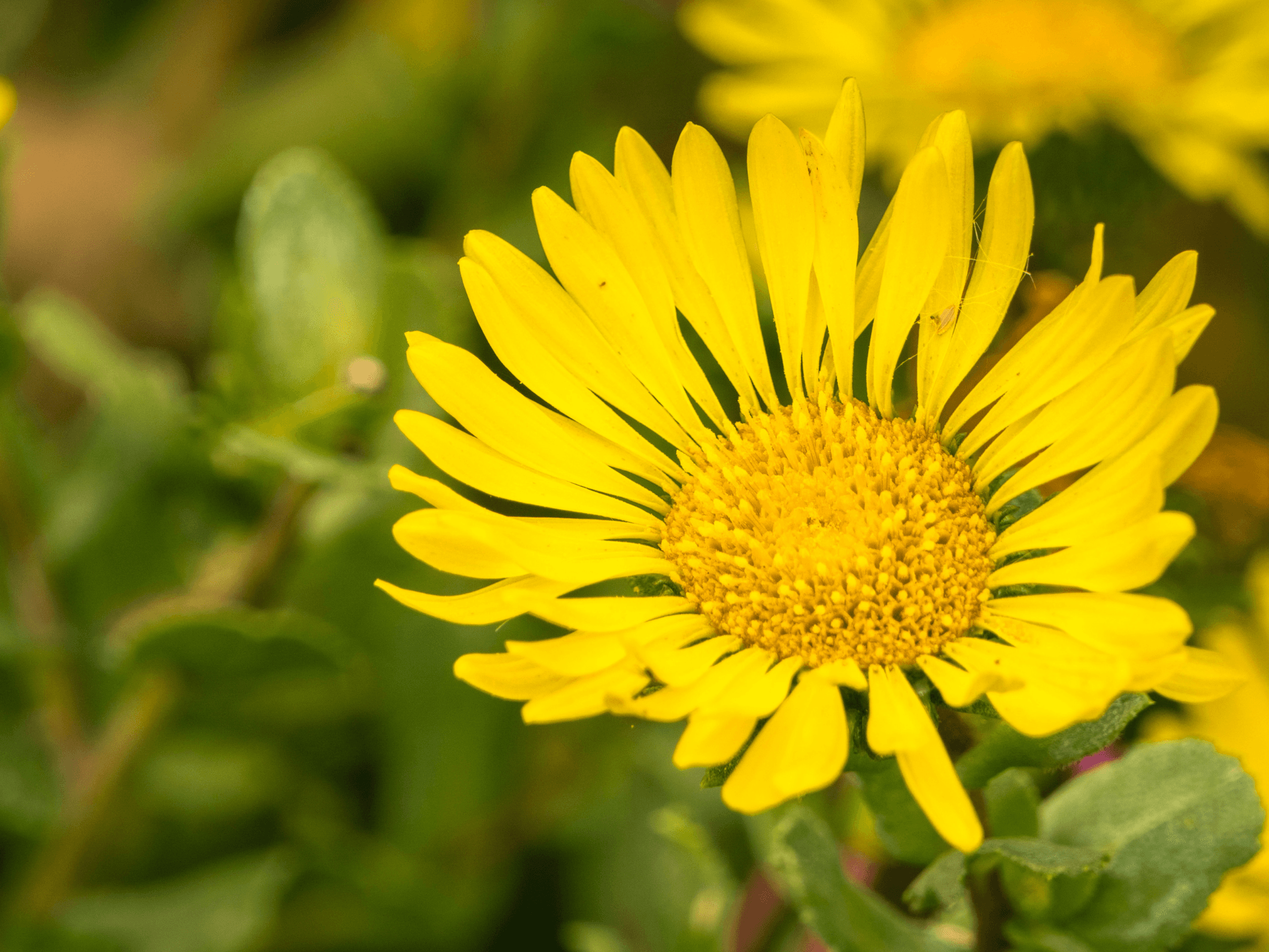 Foto de Grindélia (Grindelia robusta)