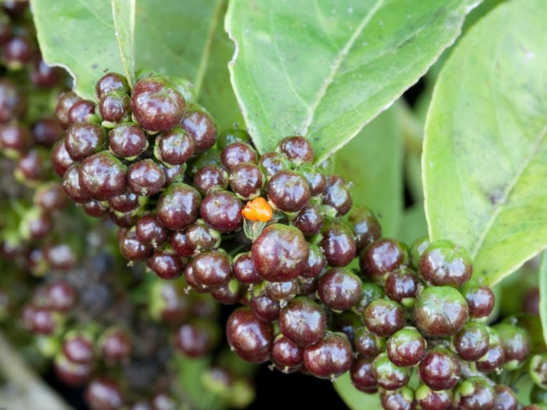 Foto de Guaçatonga (Casearia sylvestris)