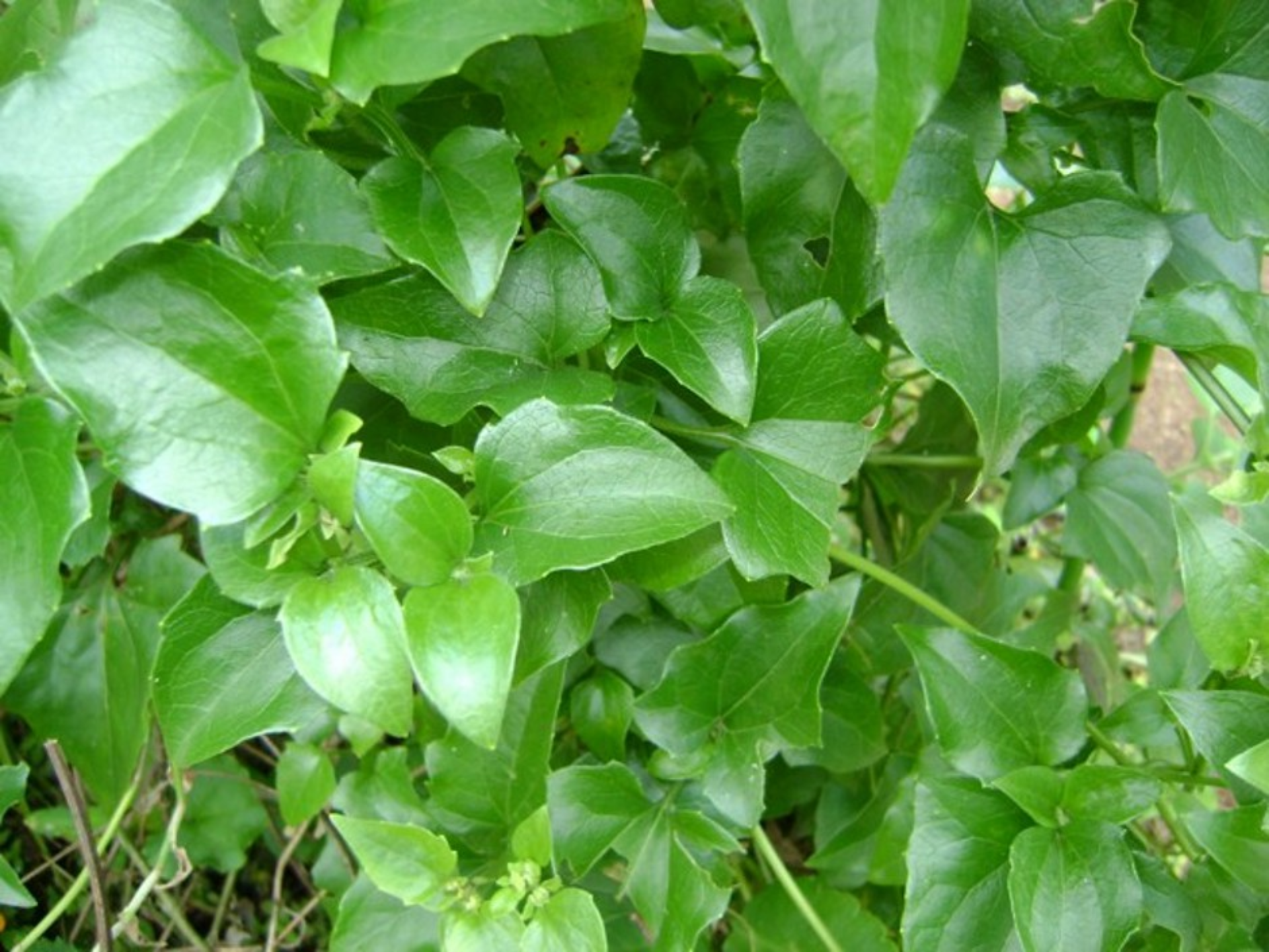 Foto de Guaco (Mikania glomerata)