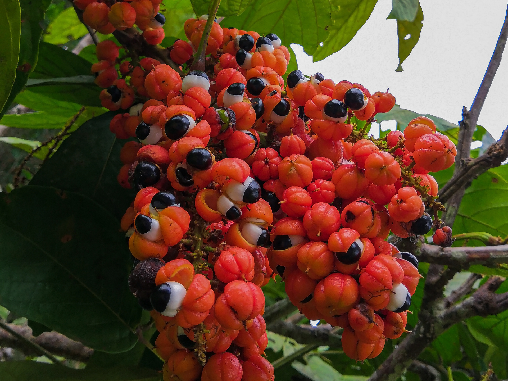 Foto de Guaraná (Paullinia cupana)