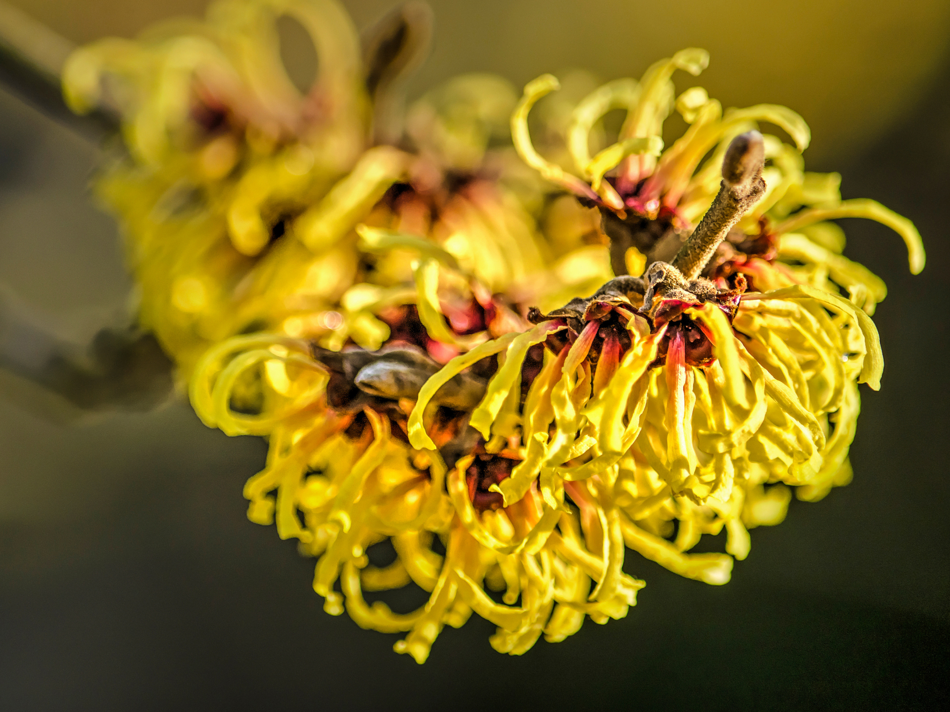 Foto de Hamamélis (Hamamelis virginiana)