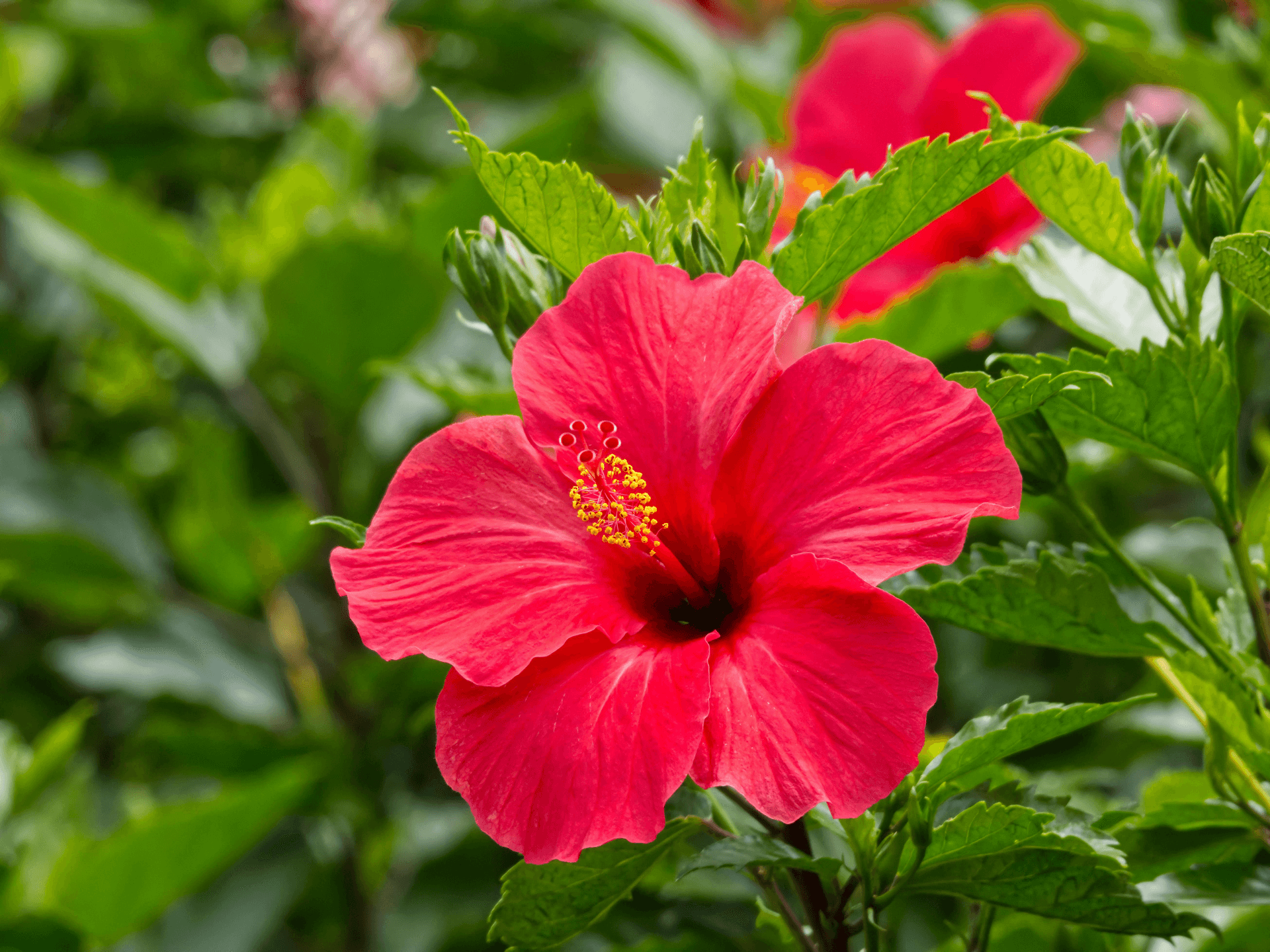 Foto de Hibisco (Hibiscus sabdariffa)