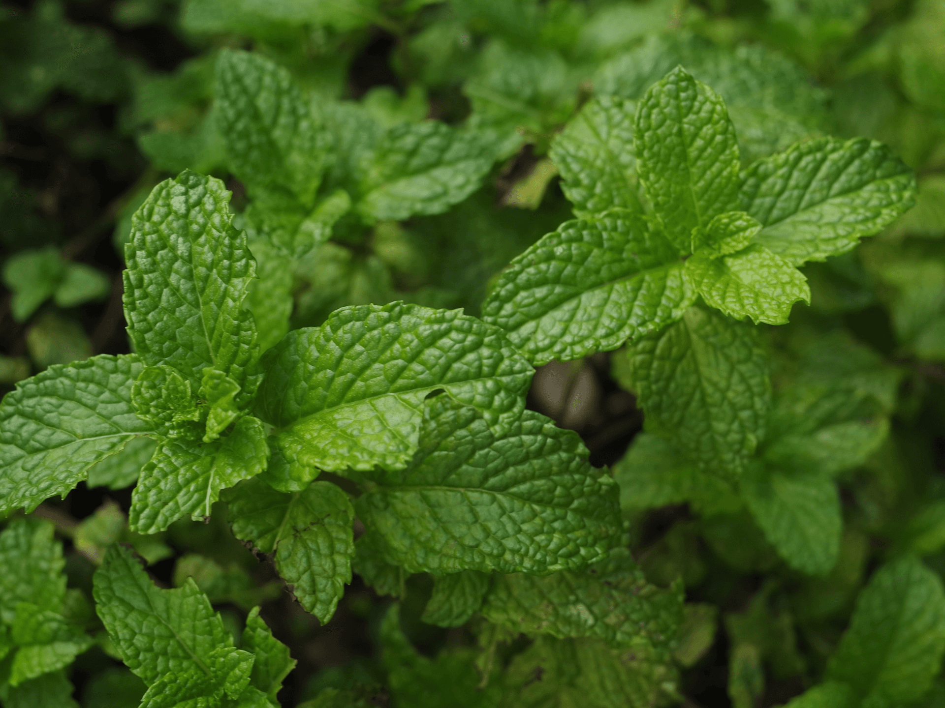 Foto de Hortelã (Mentha spicata)