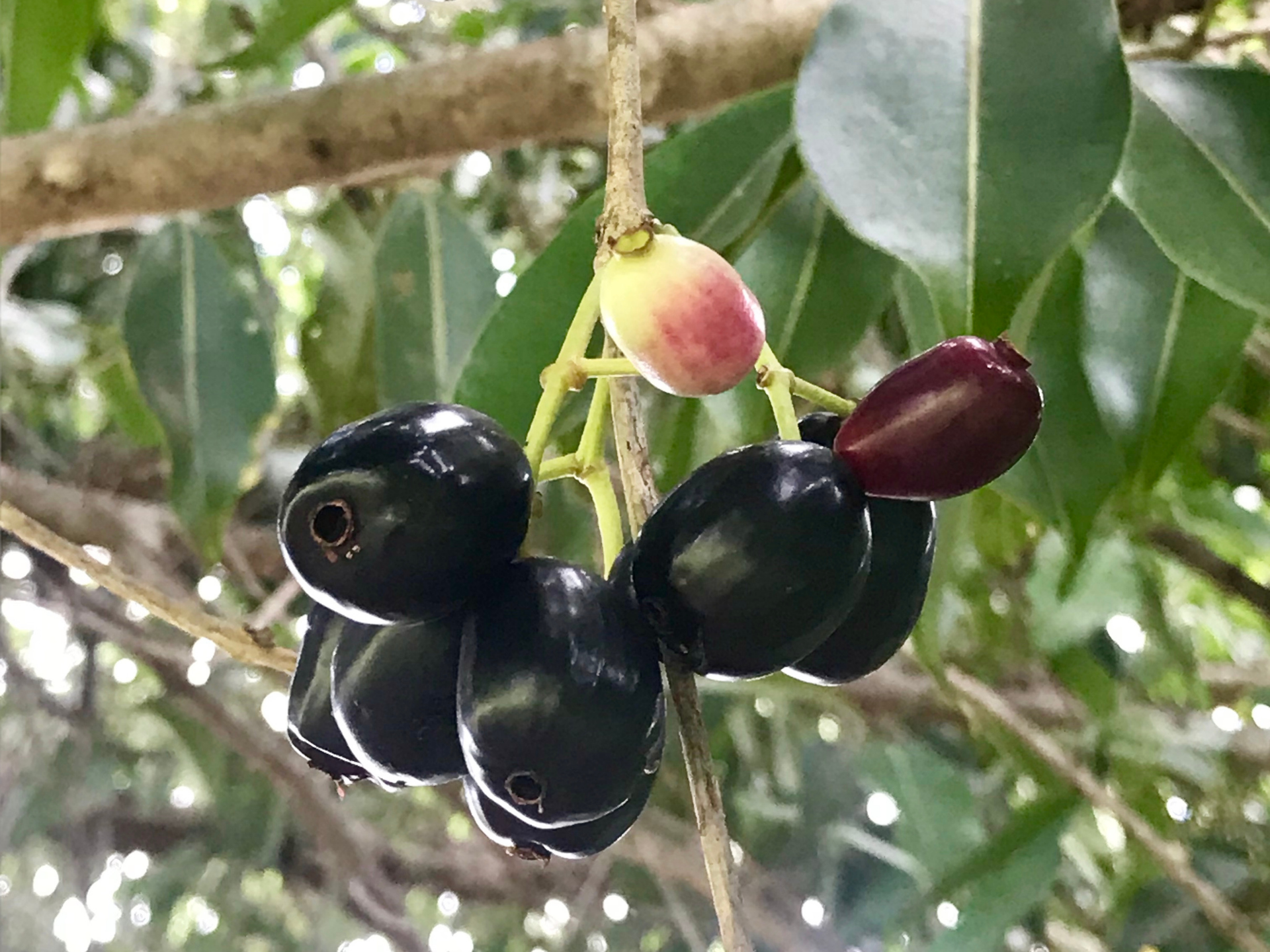 Foto de Jambolão (Syzygium cumini)