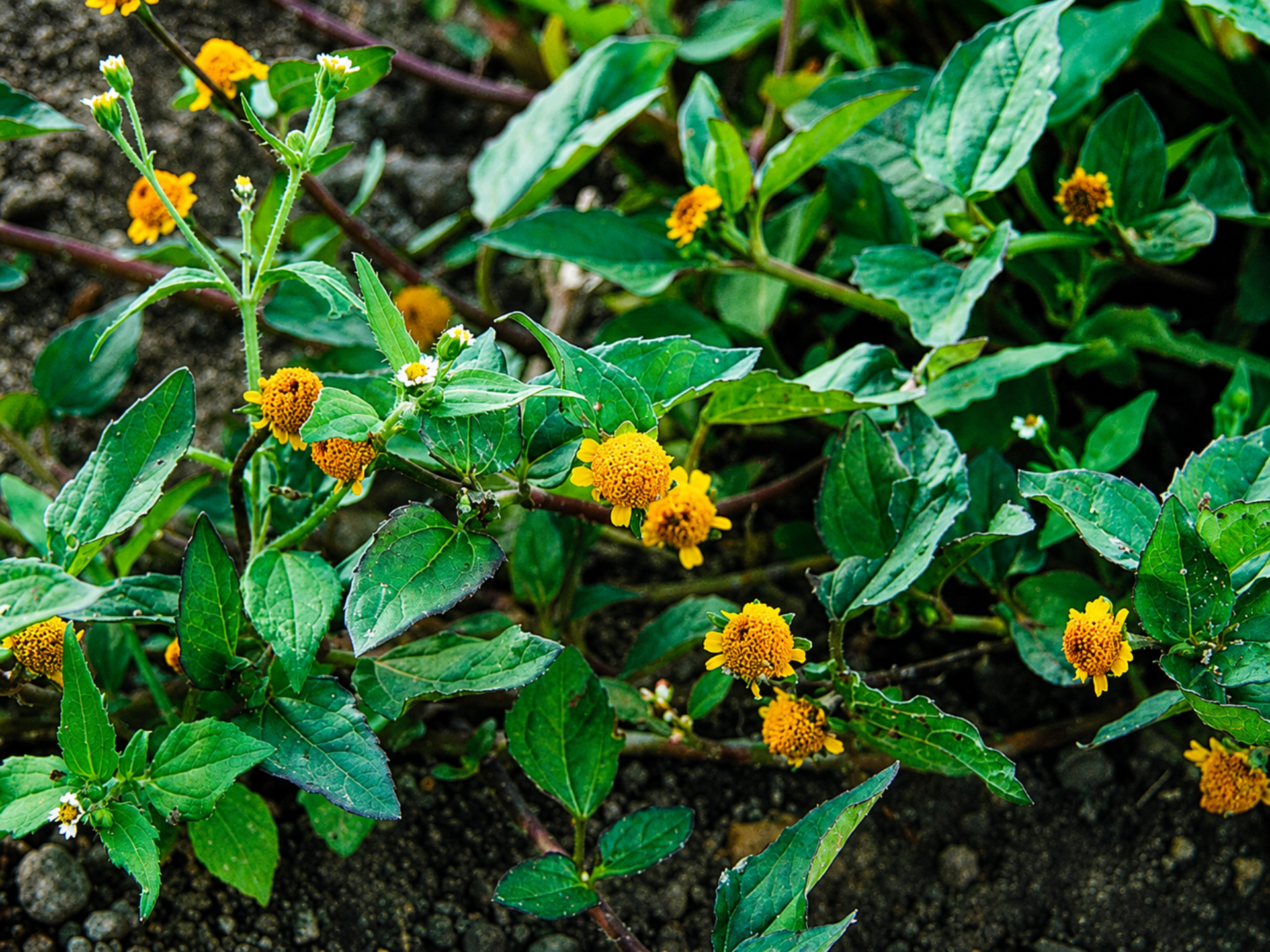 Foto de Jambu (Acmella oleracea)