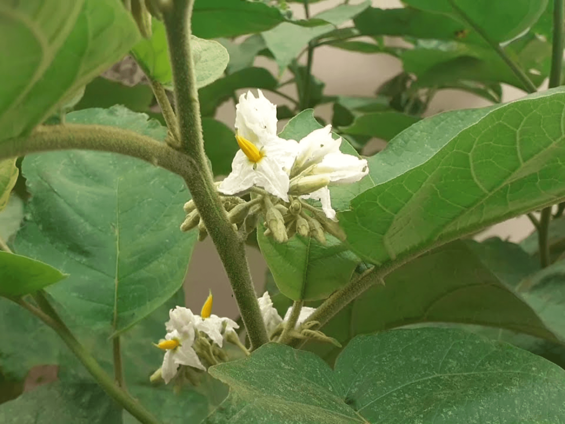 Foto de Jurubeba (Solanum paniculatum)