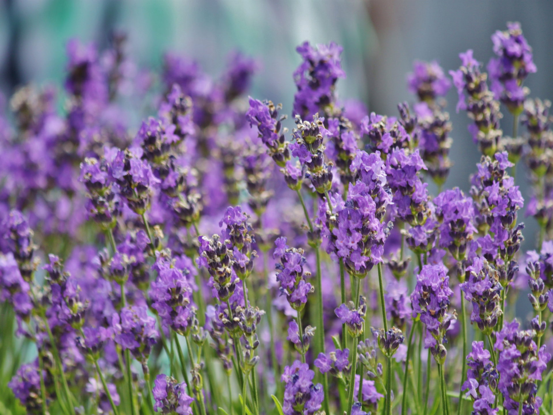 Foto de Lavanda (Lavandula angustifolia)
