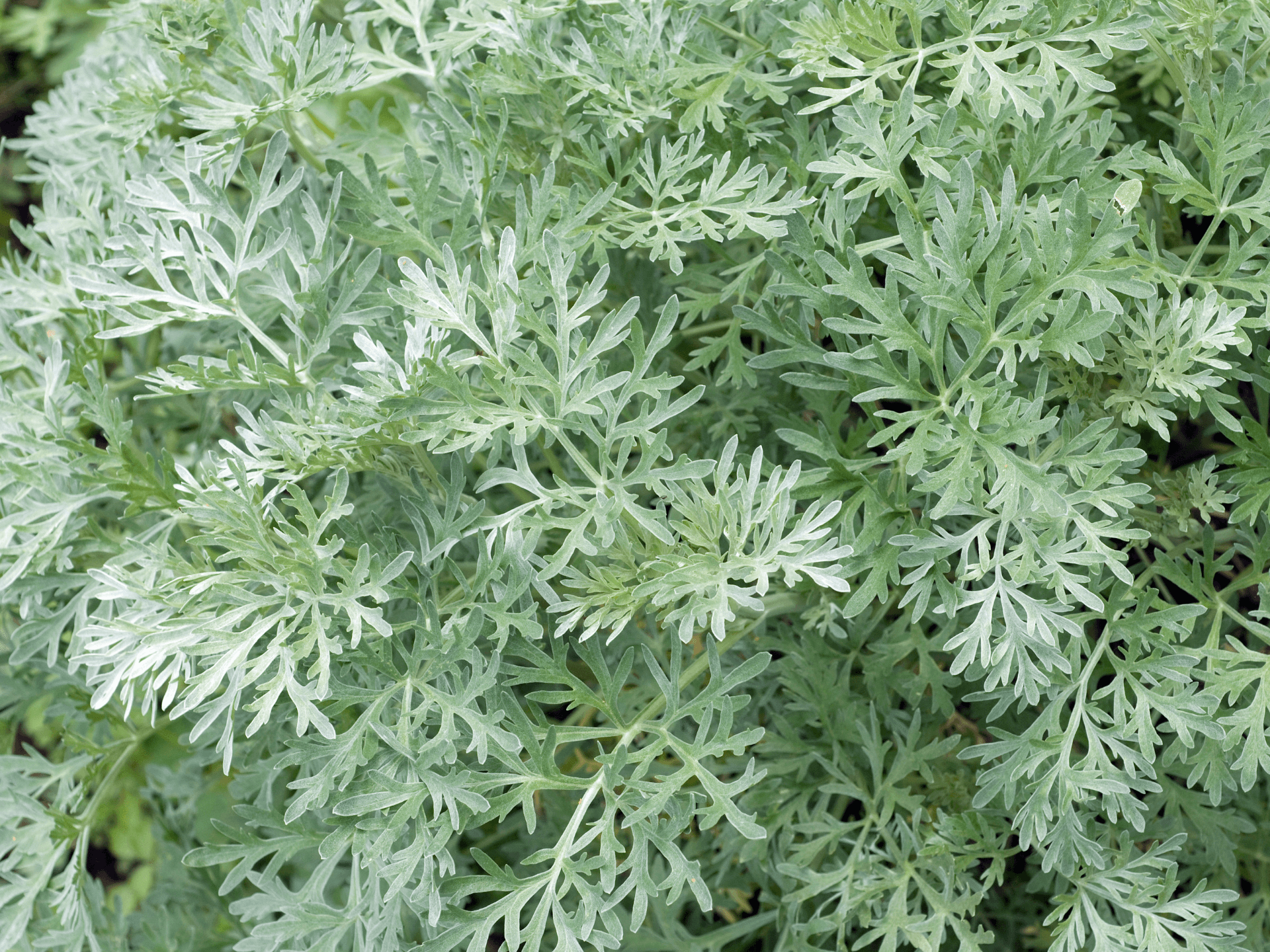 Foto de Losna (Artemisia absinthium)