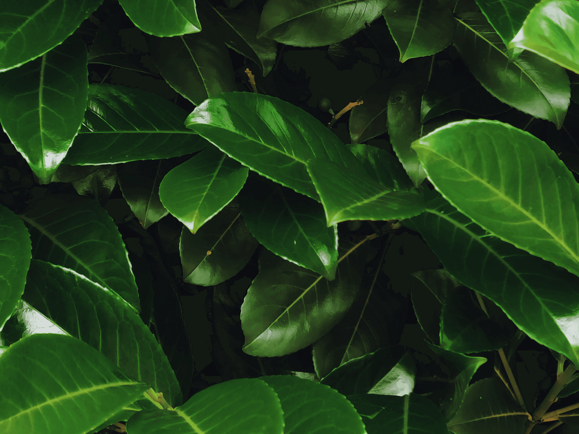 Foto de Louro (Laurus nobilis)