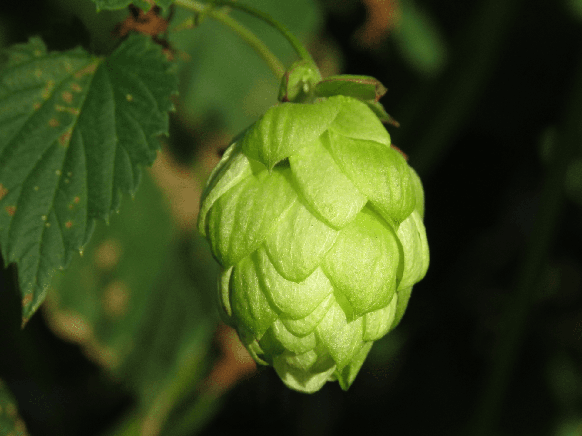 Foto de Lúpulo (Humulus lupulus)