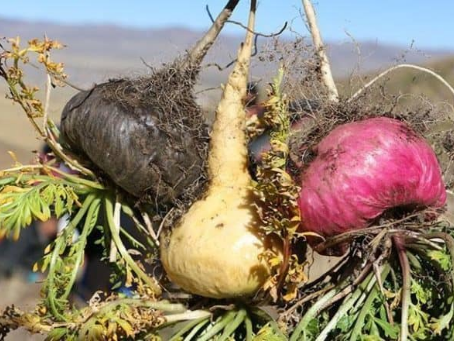 Foto de Maca (Lepidium meyenii)