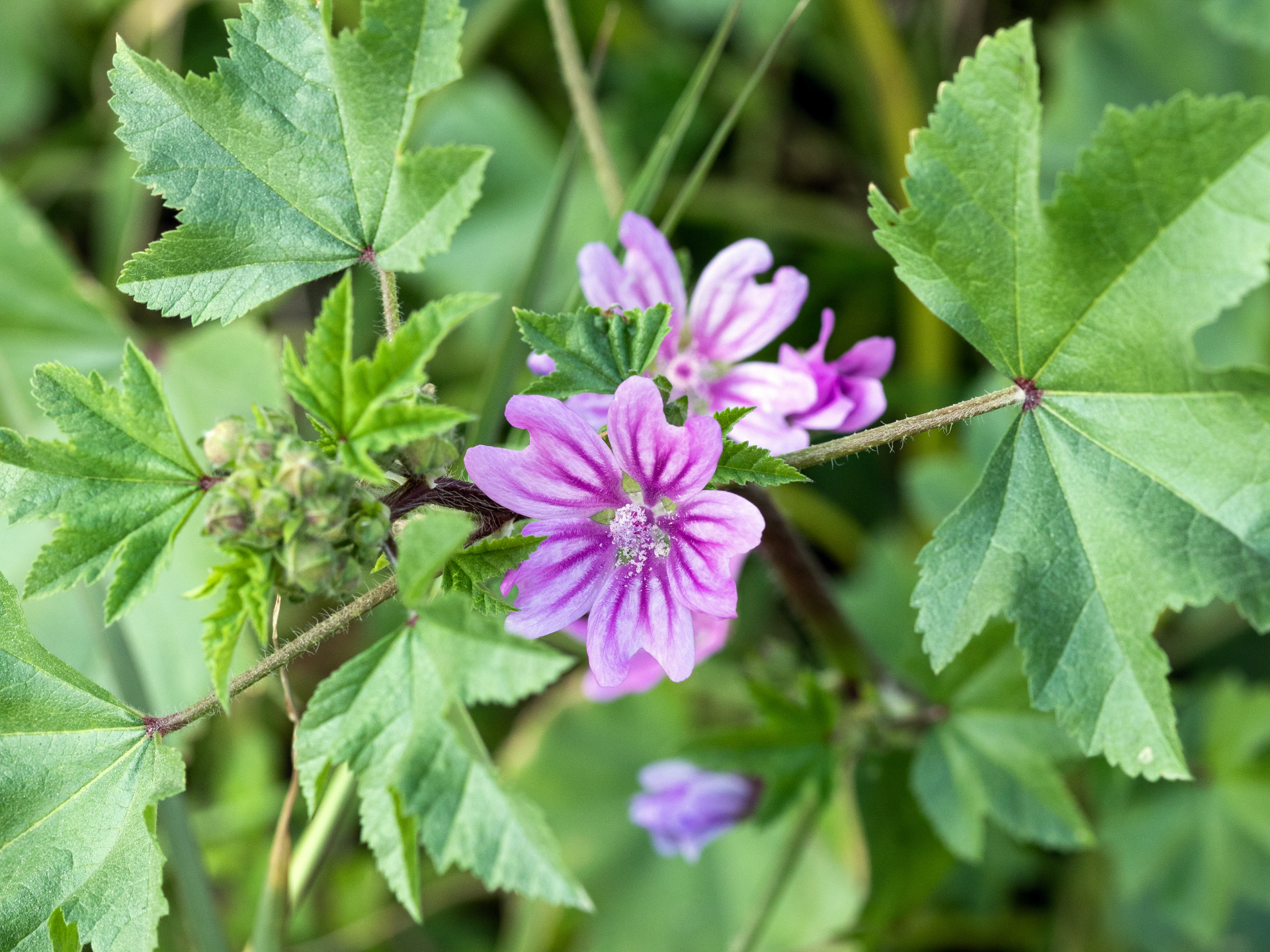 Foto de Malva (Malva sylvestris)