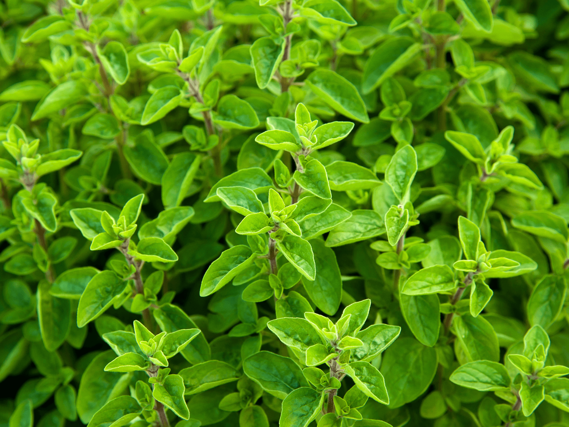 Foto de Manjerona (Origanum majorana)