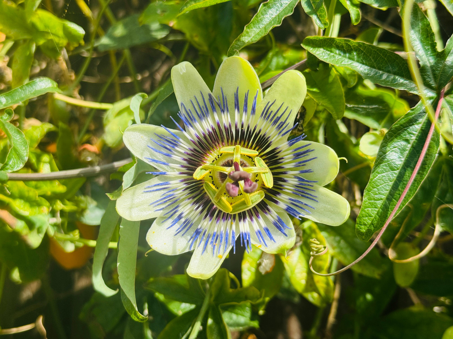 Foto de Maracujá (Passiflora incarnata)