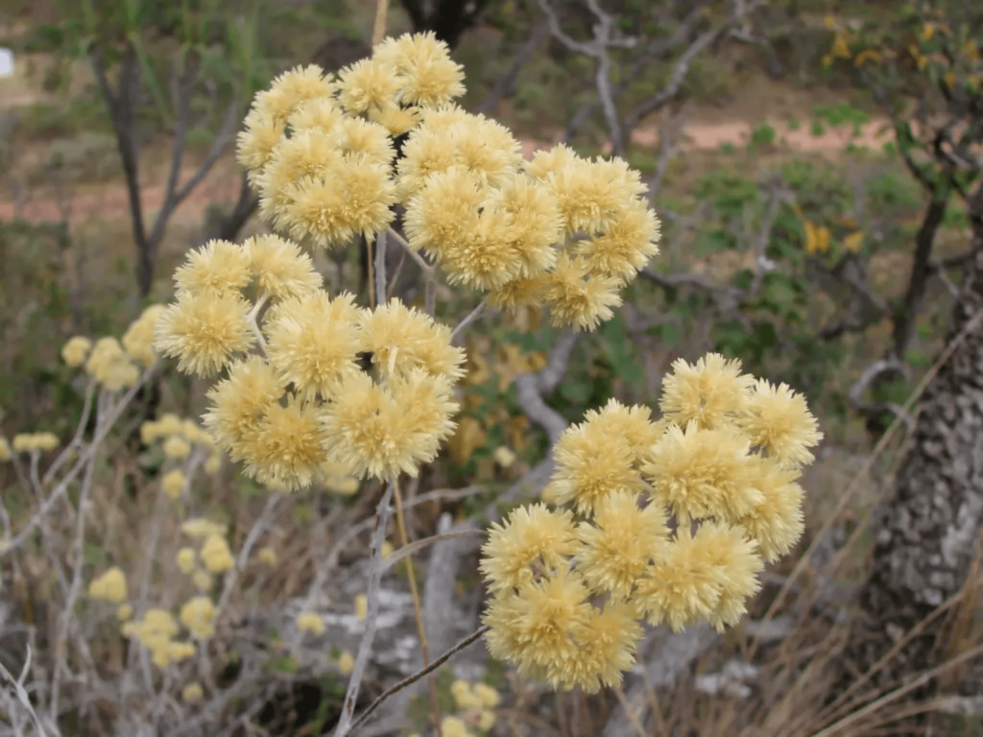 Foto de Marcela (Achyrocline satureioides)