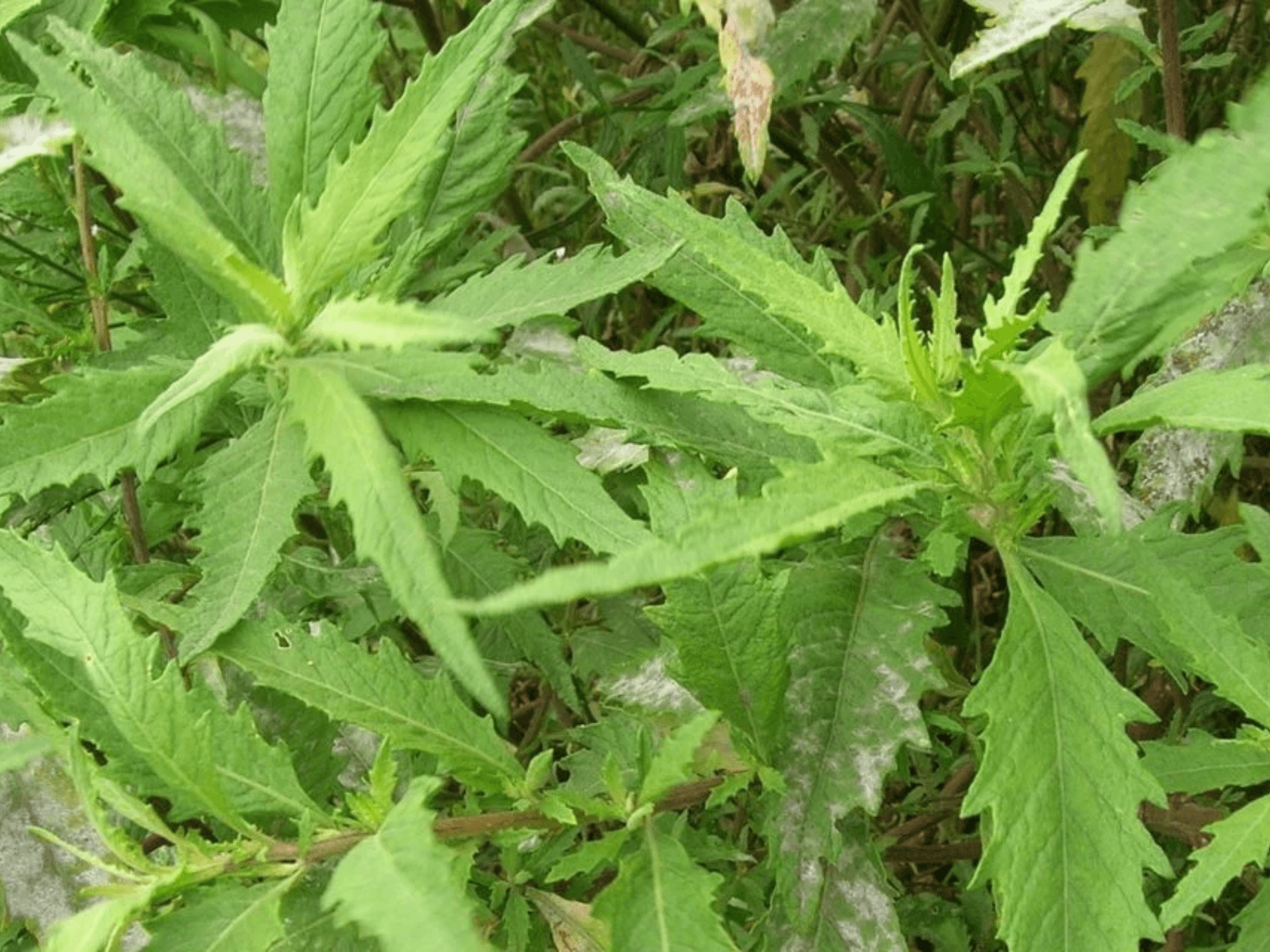 Foto de Mastruz (Dysphania ambrosioides)