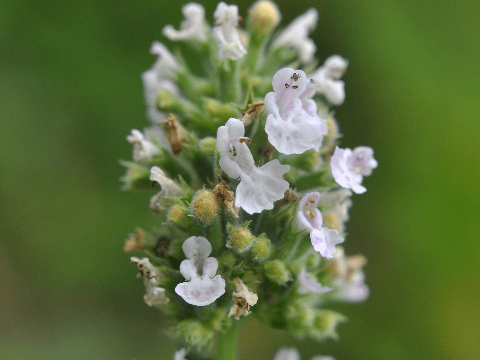 Foto de Melissa (Lippia alba)