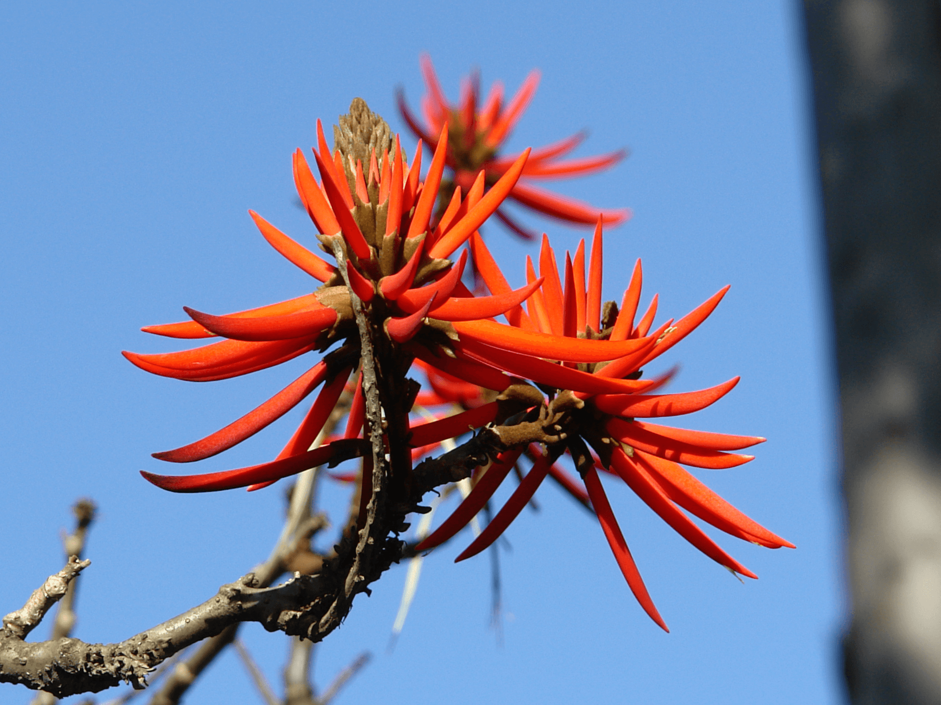 Foto de Mulungu (Erythrina mulungu)