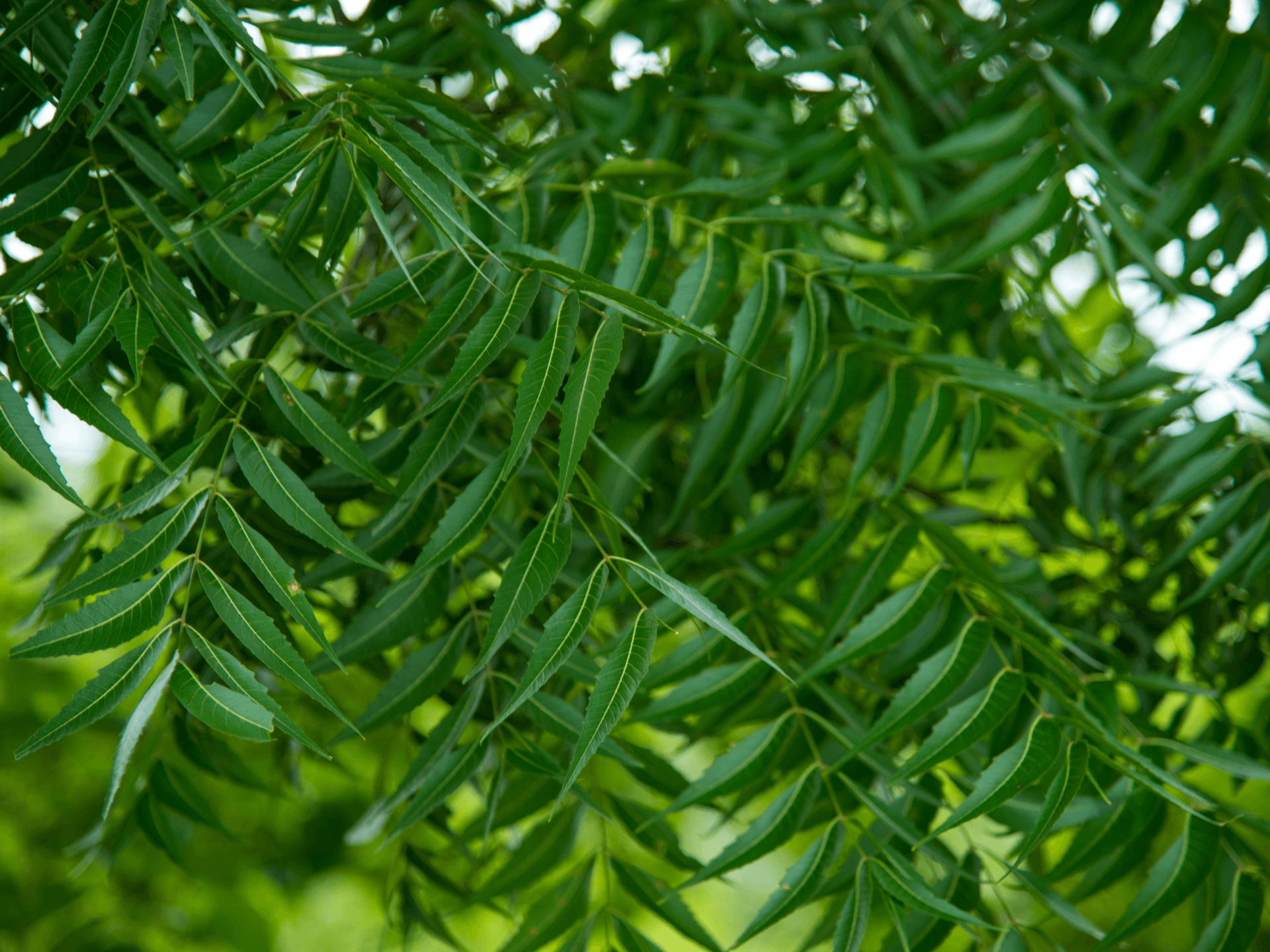 Foto de Neem (Azadirachta indica)