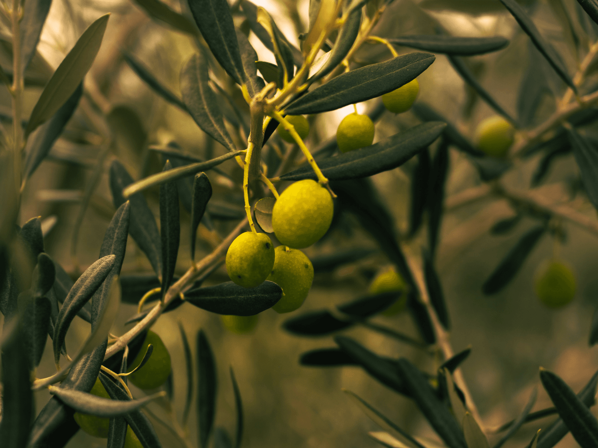 Foto de Oliveira (Olea europaea)