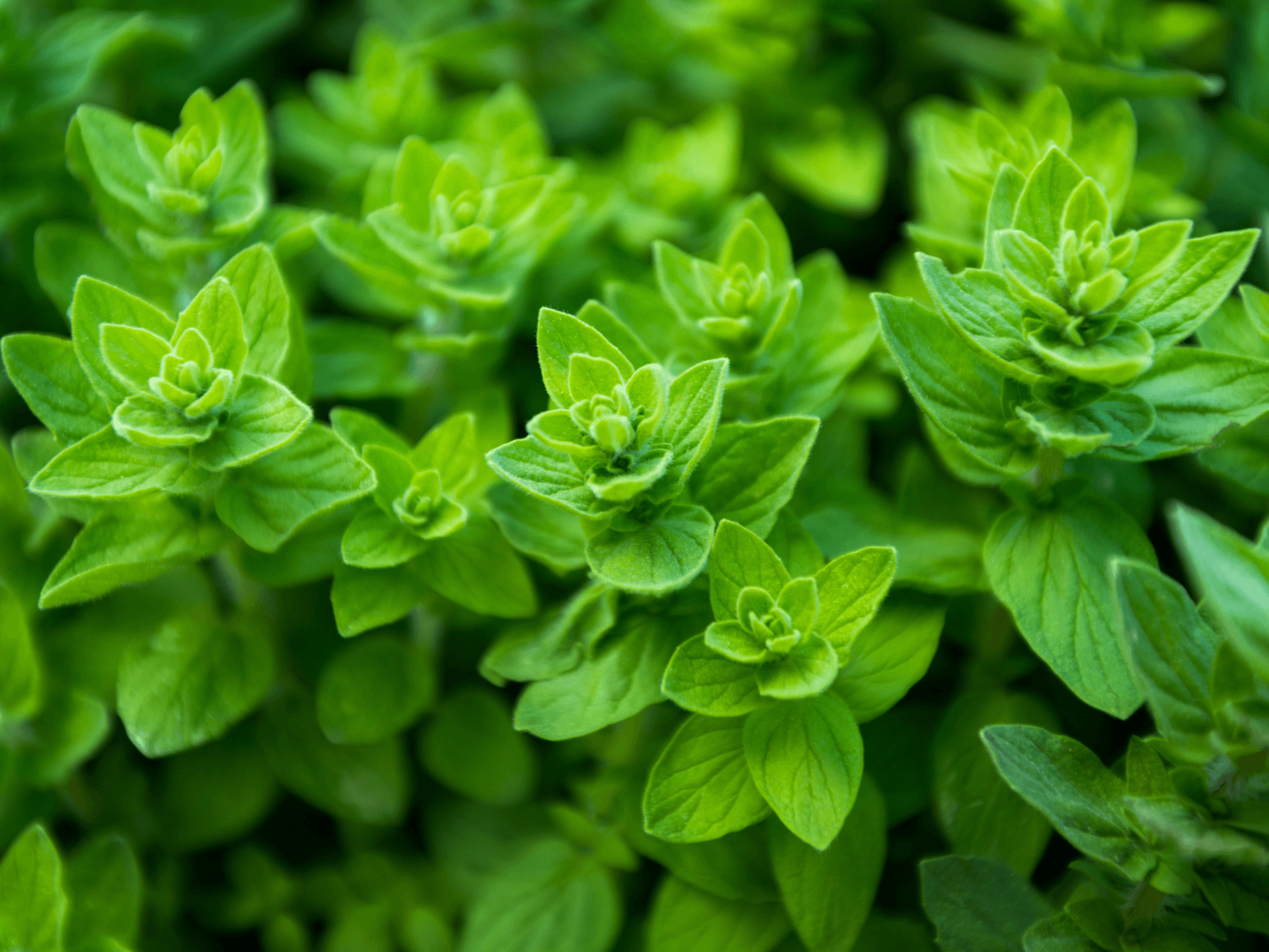 Foto de Orégano (Origanum vulgare)