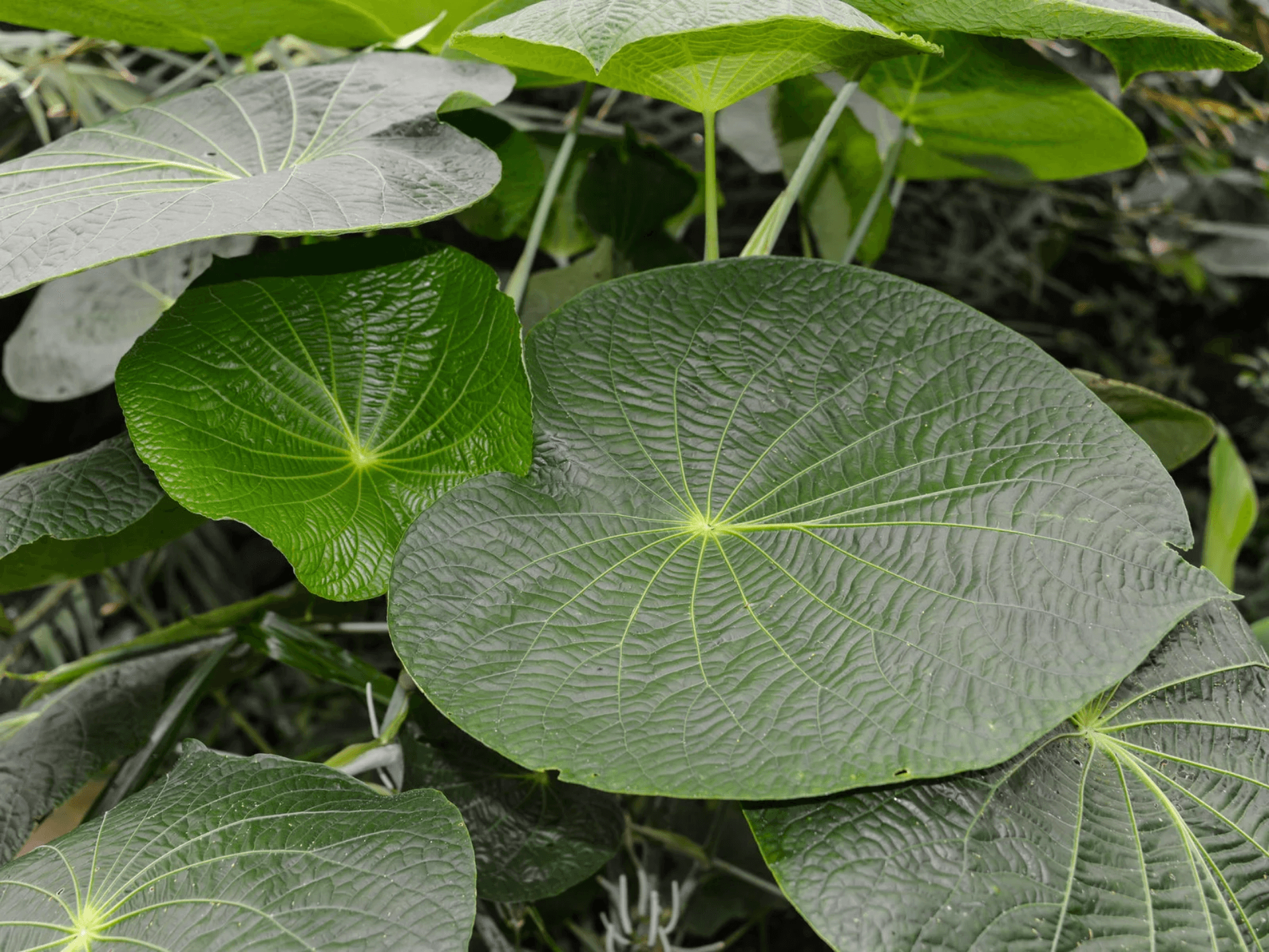 Foto de Pariparoba (Pothomorphe umbellata)