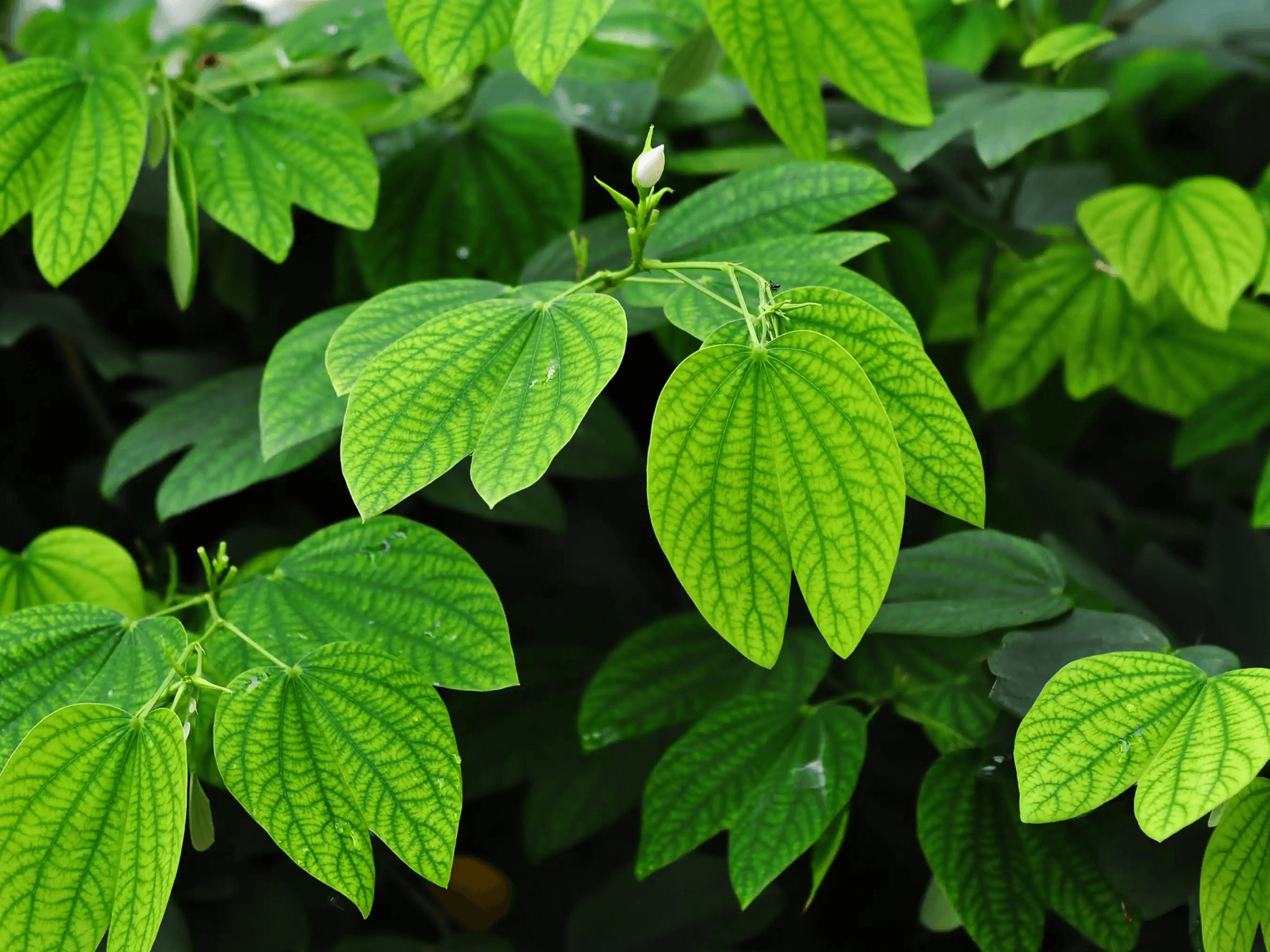 Foto de Pata-de-vaca (Bauhinia forficata)