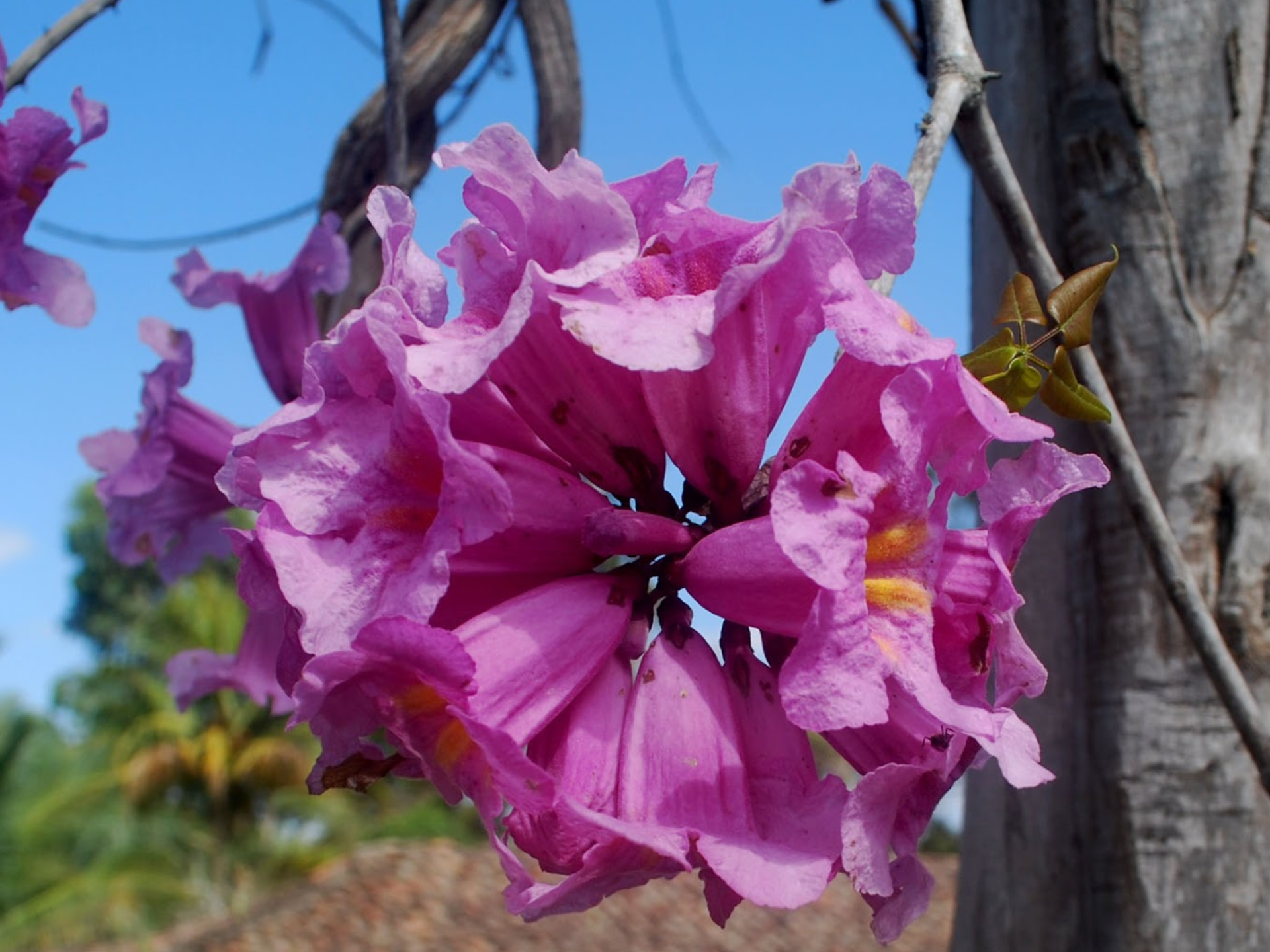 Foto de Pau-d'arco (Handroanthus impetiginosus)