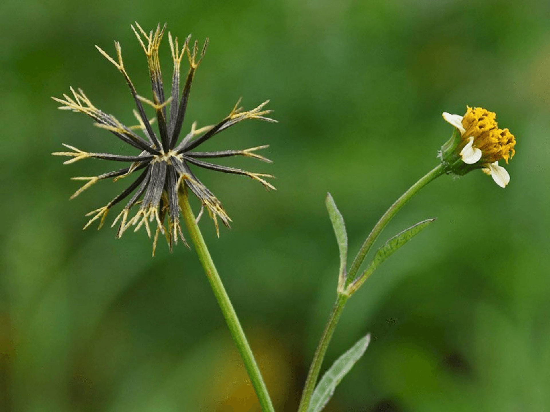 Foto de Picão-preto (Bidens pilosa)