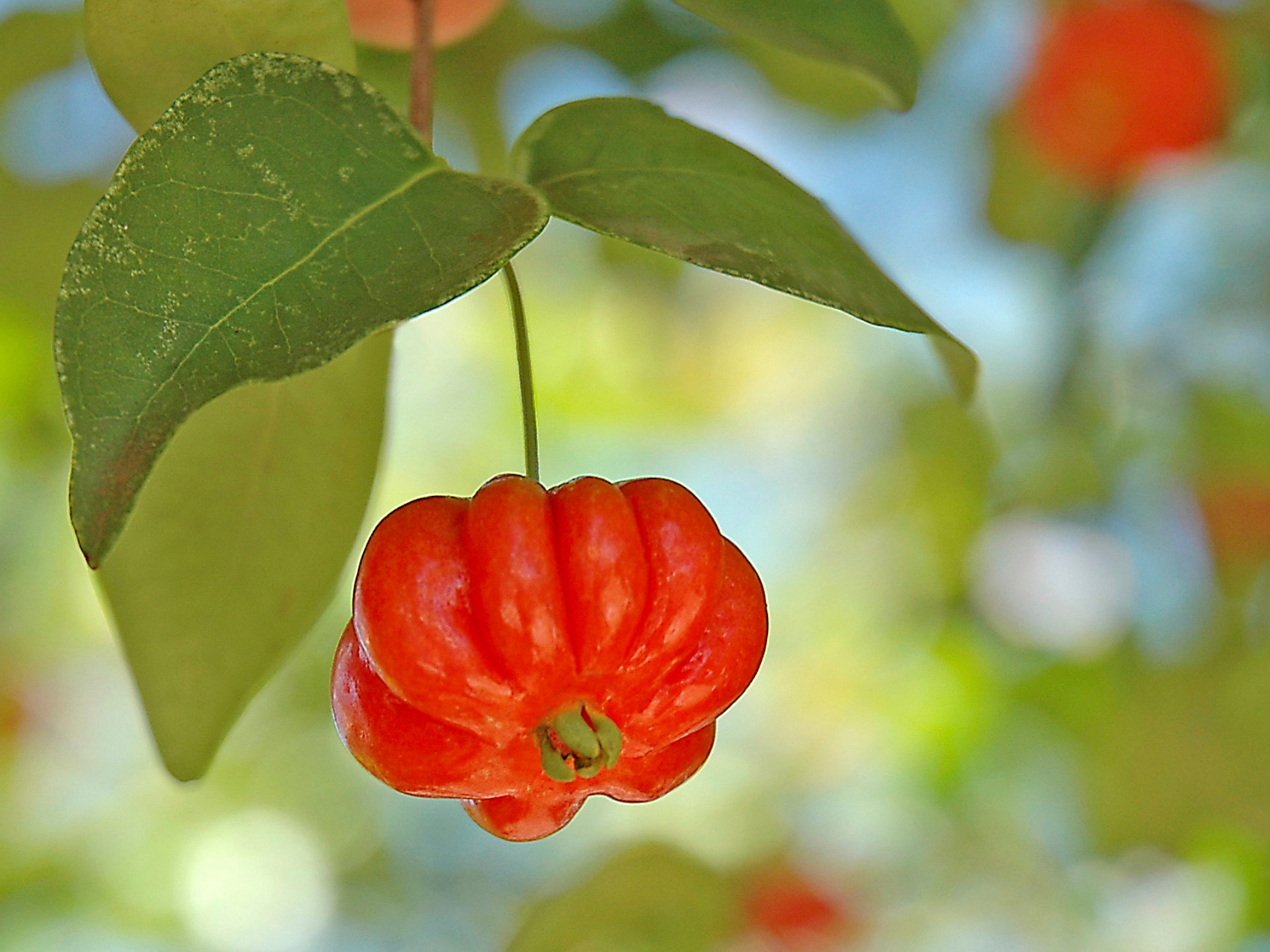 Foto de Pitanga (Eugenia uniflora)