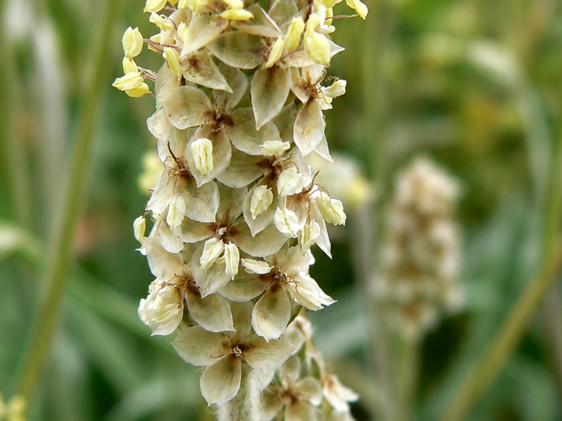 Foto de Psyllium (Plantago ovata)