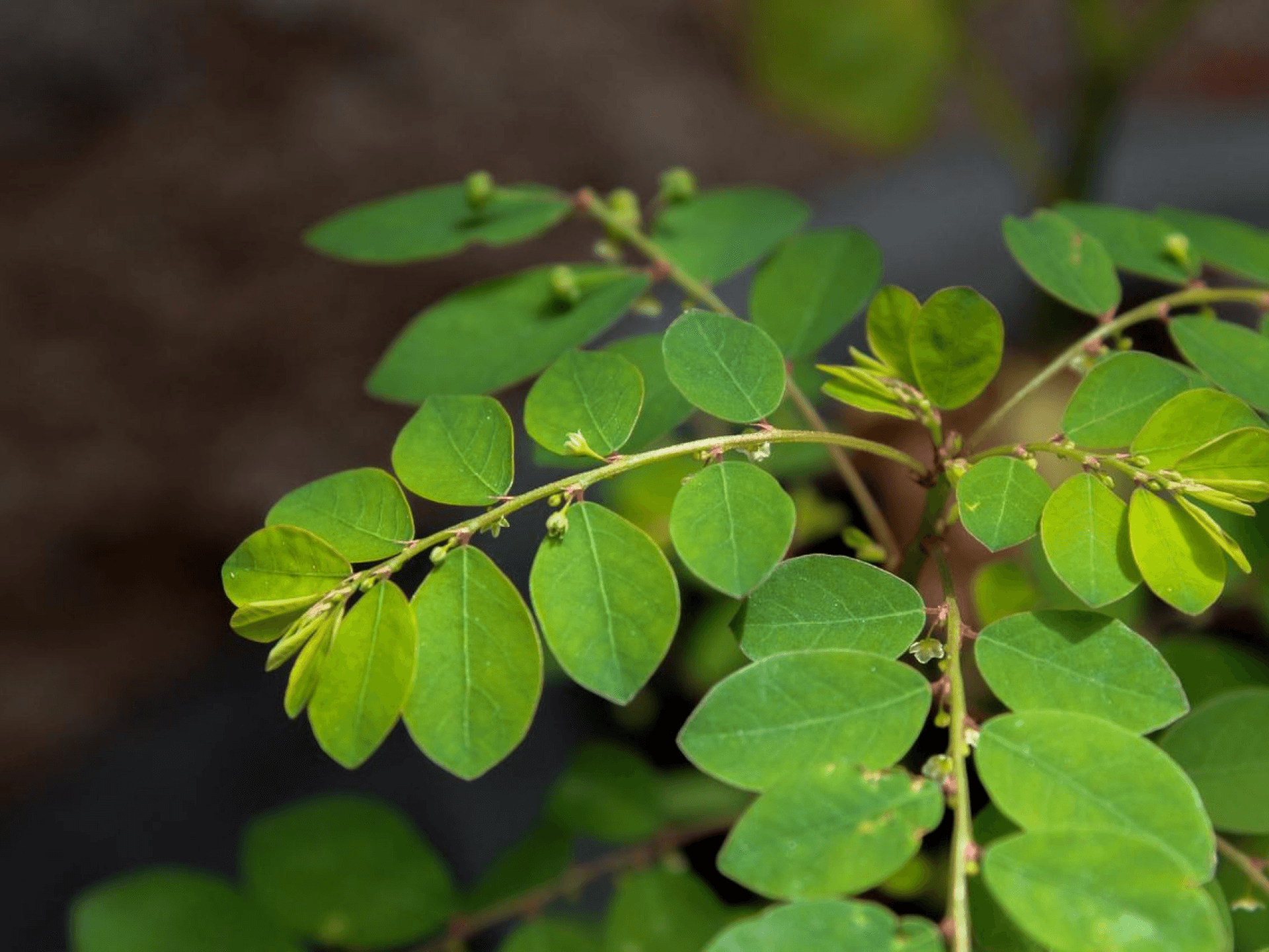 Foto de Quebra-pedra (Phyllanthus niruri)