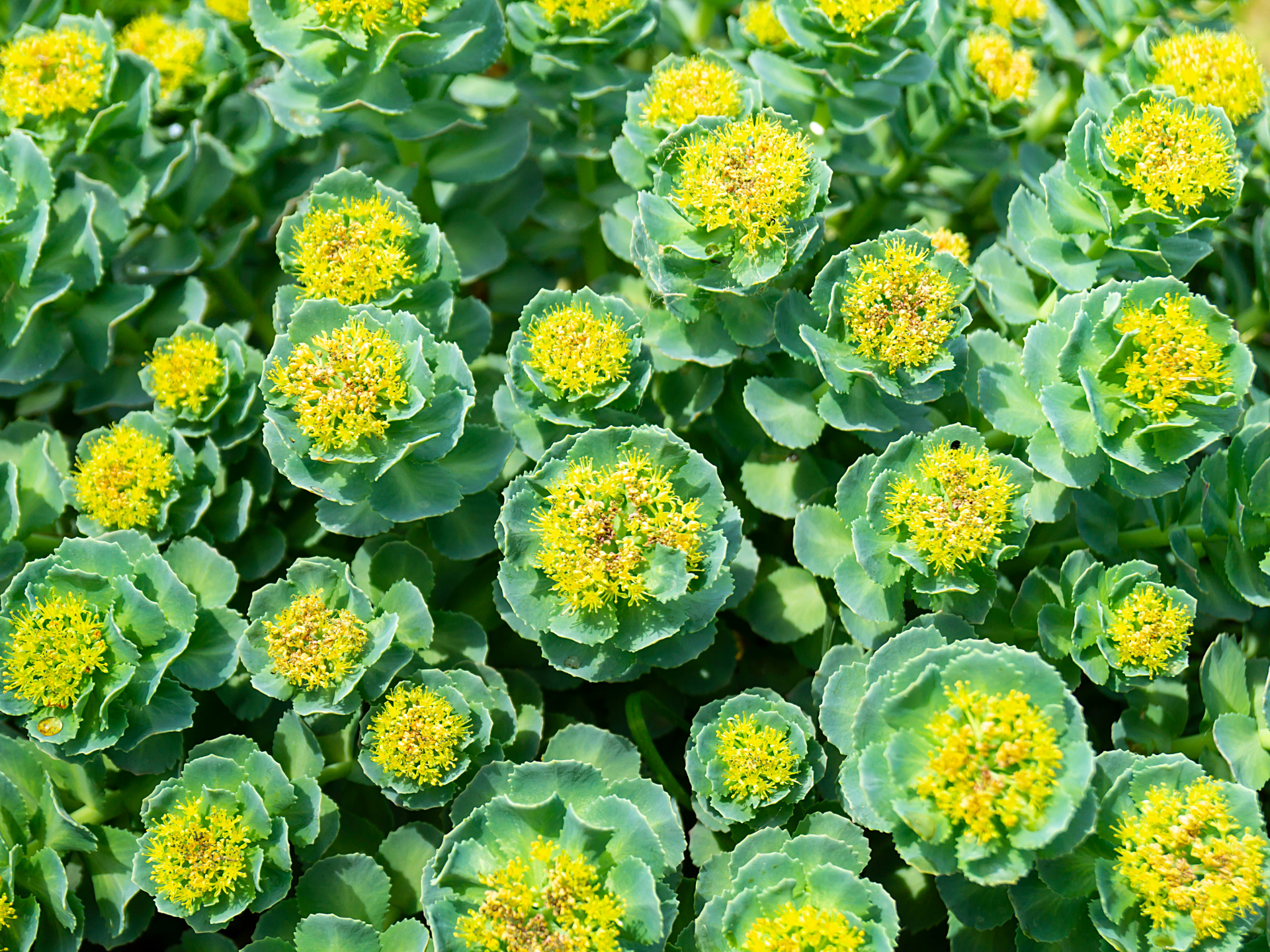 Foto de Rhodiola (Rhodiola rosea)