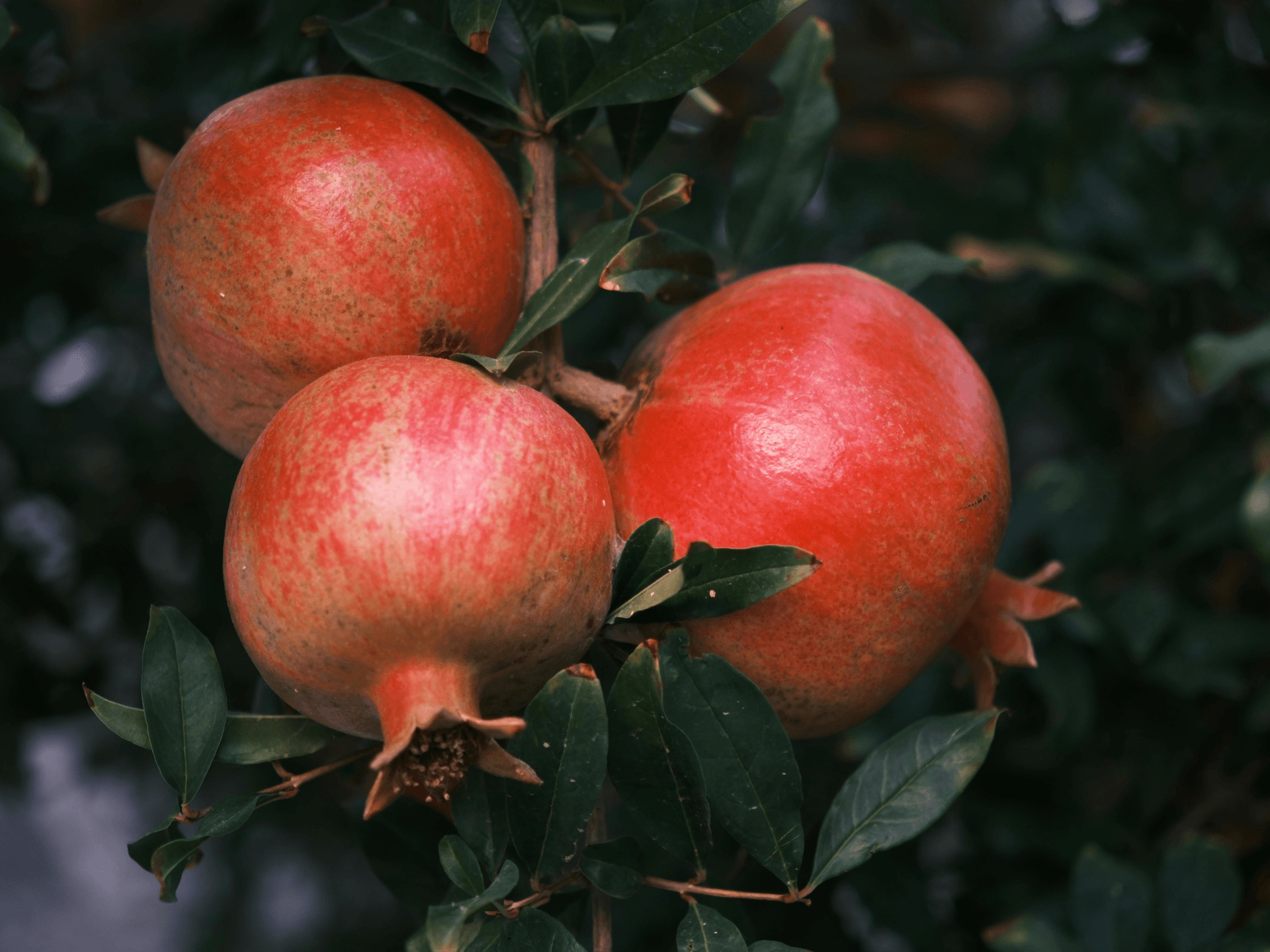 Foto de Romã (Punica granatum)
