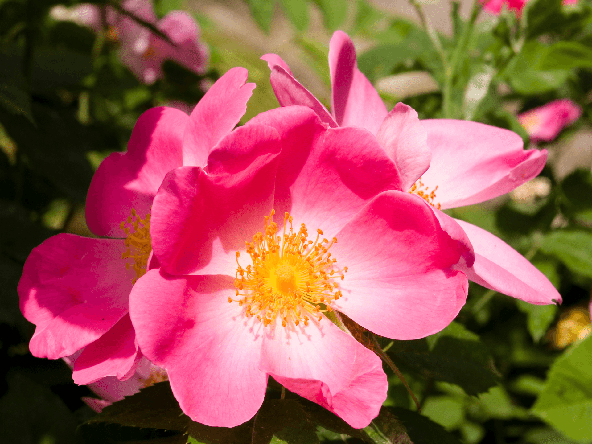 Foto de Rosa-mosqueta (Rosa canina)