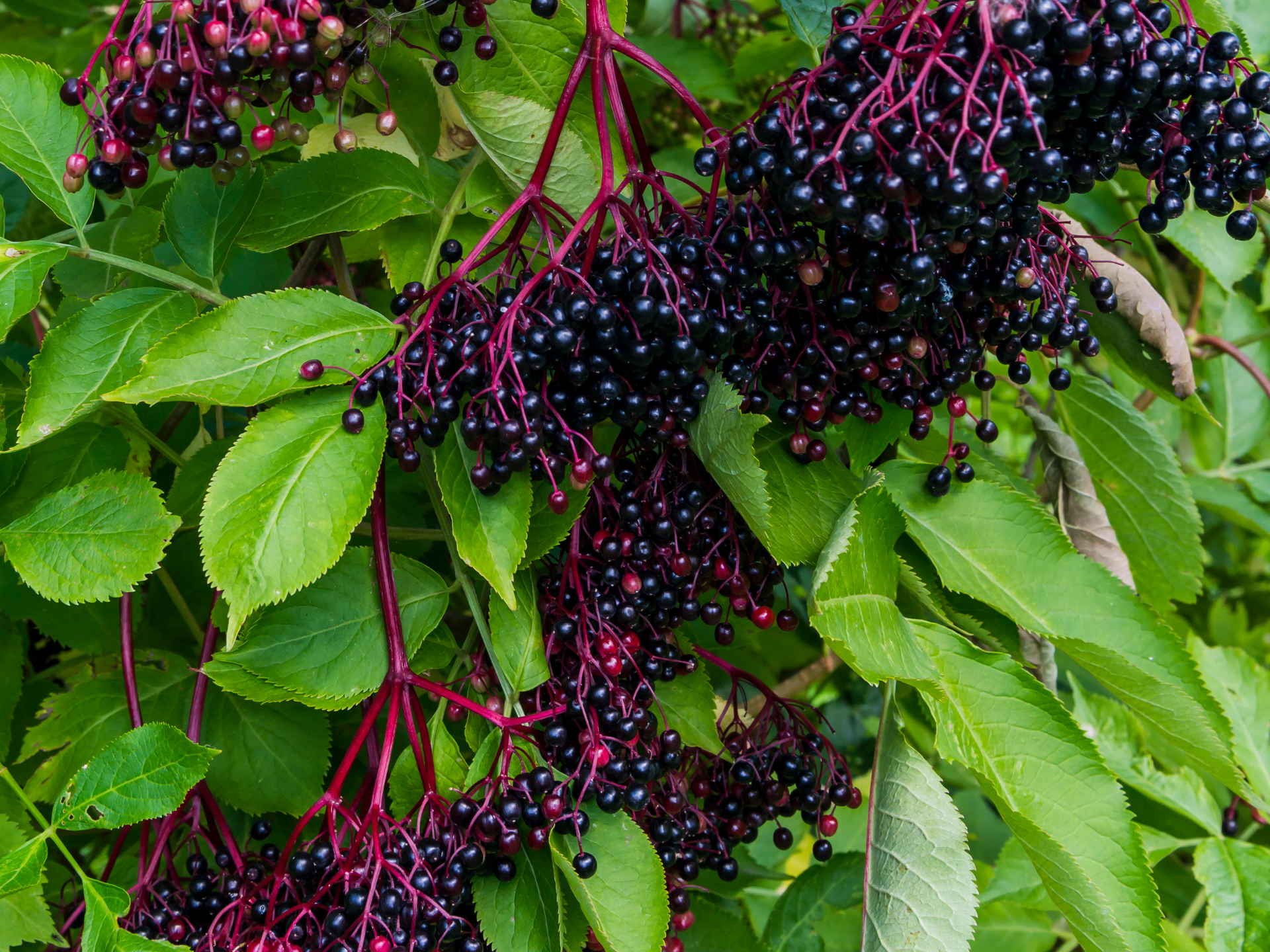 Foto de Sabugueiro (Sambucus nigra)