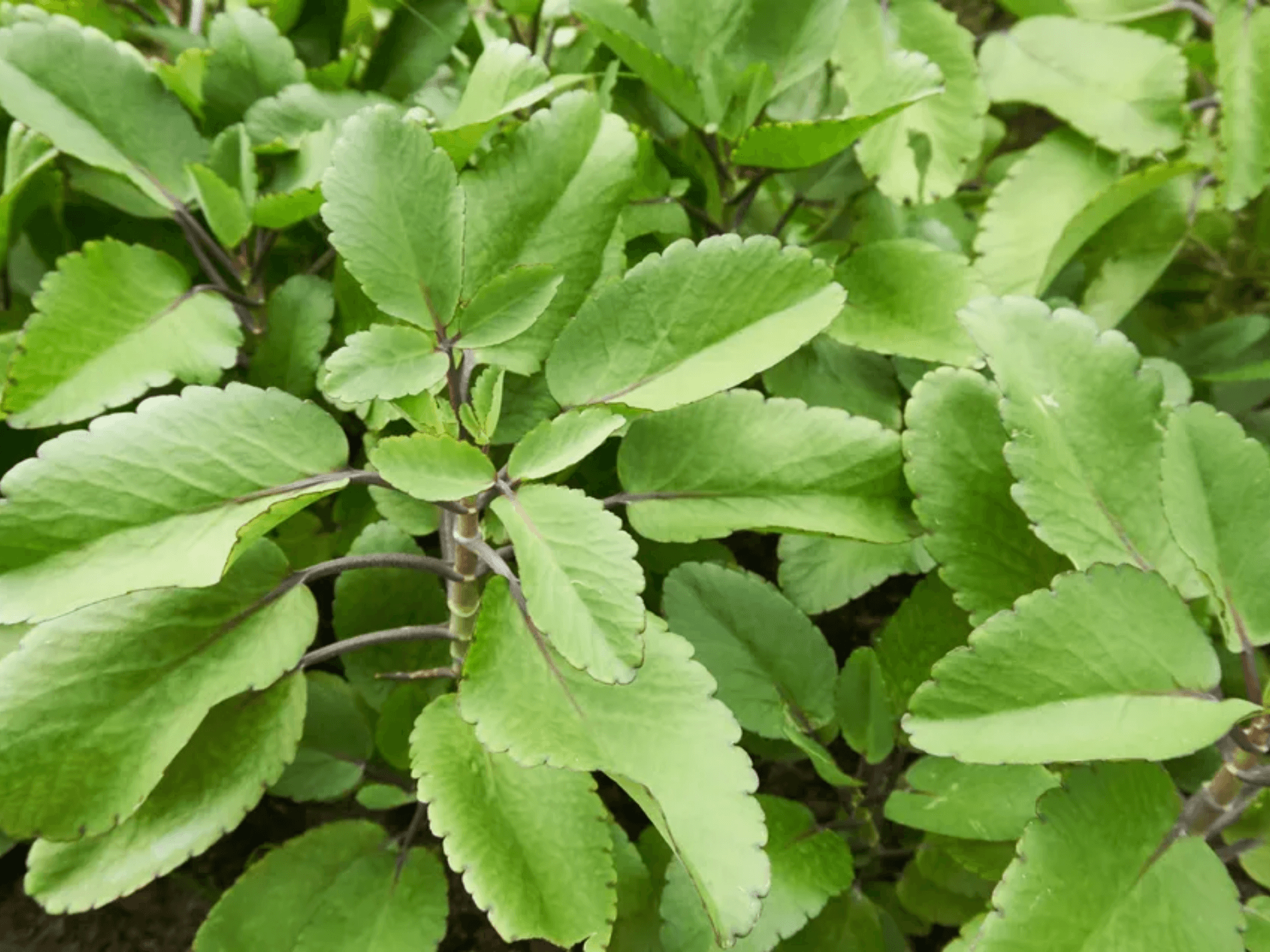 Foto de Saião (Kalanchoe pinnata)