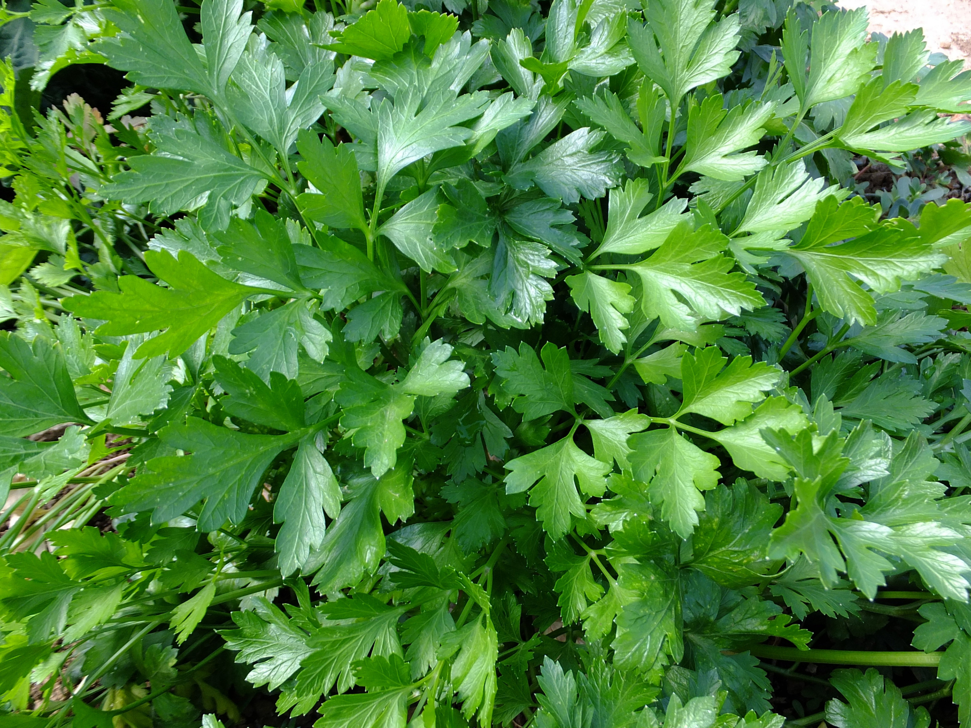Foto de Salsa (Petroselinum crispum)