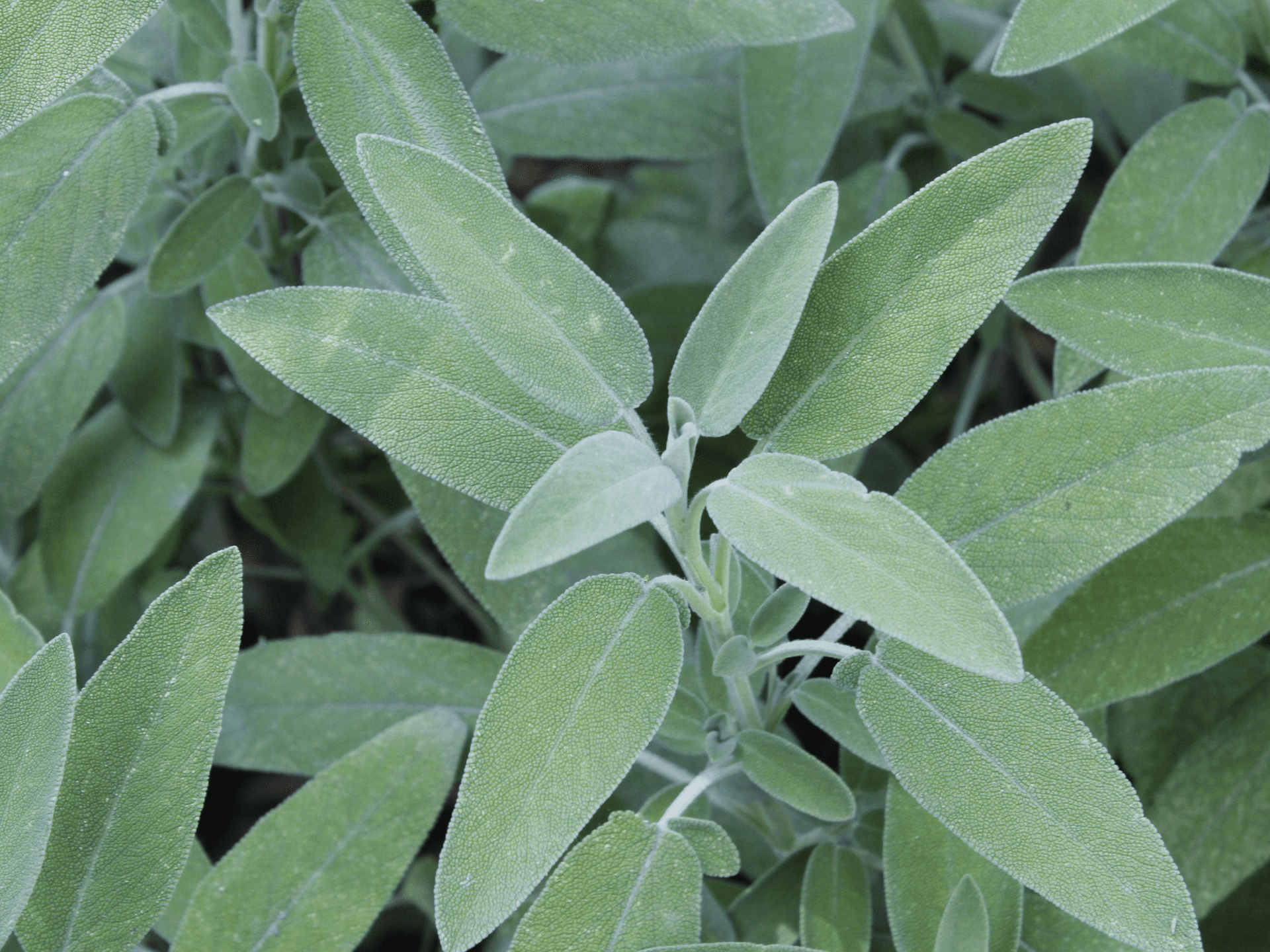 Foto de Sálvia (Salvia officinalis)