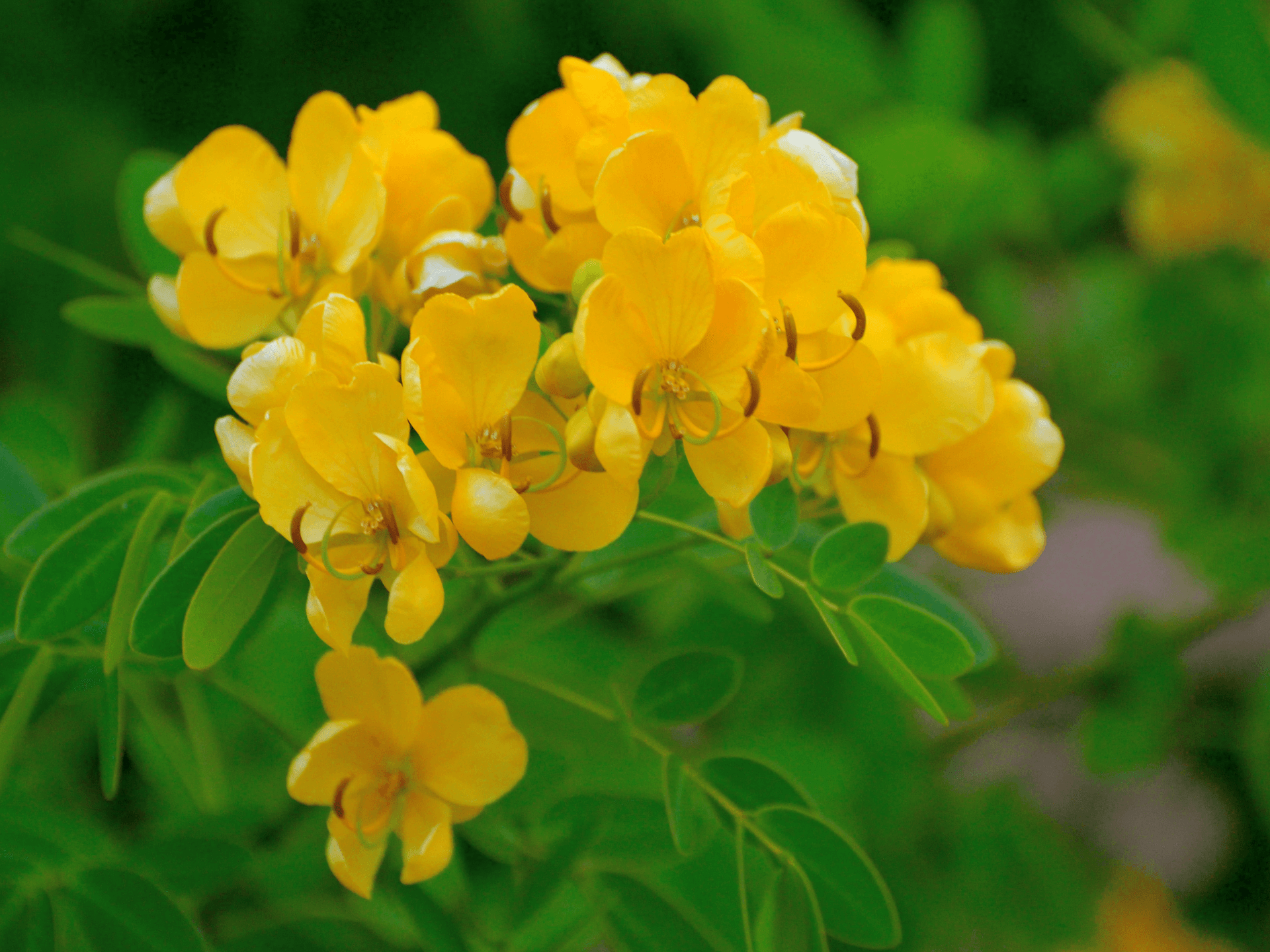 Foto de Sene (Senna alexandrina)