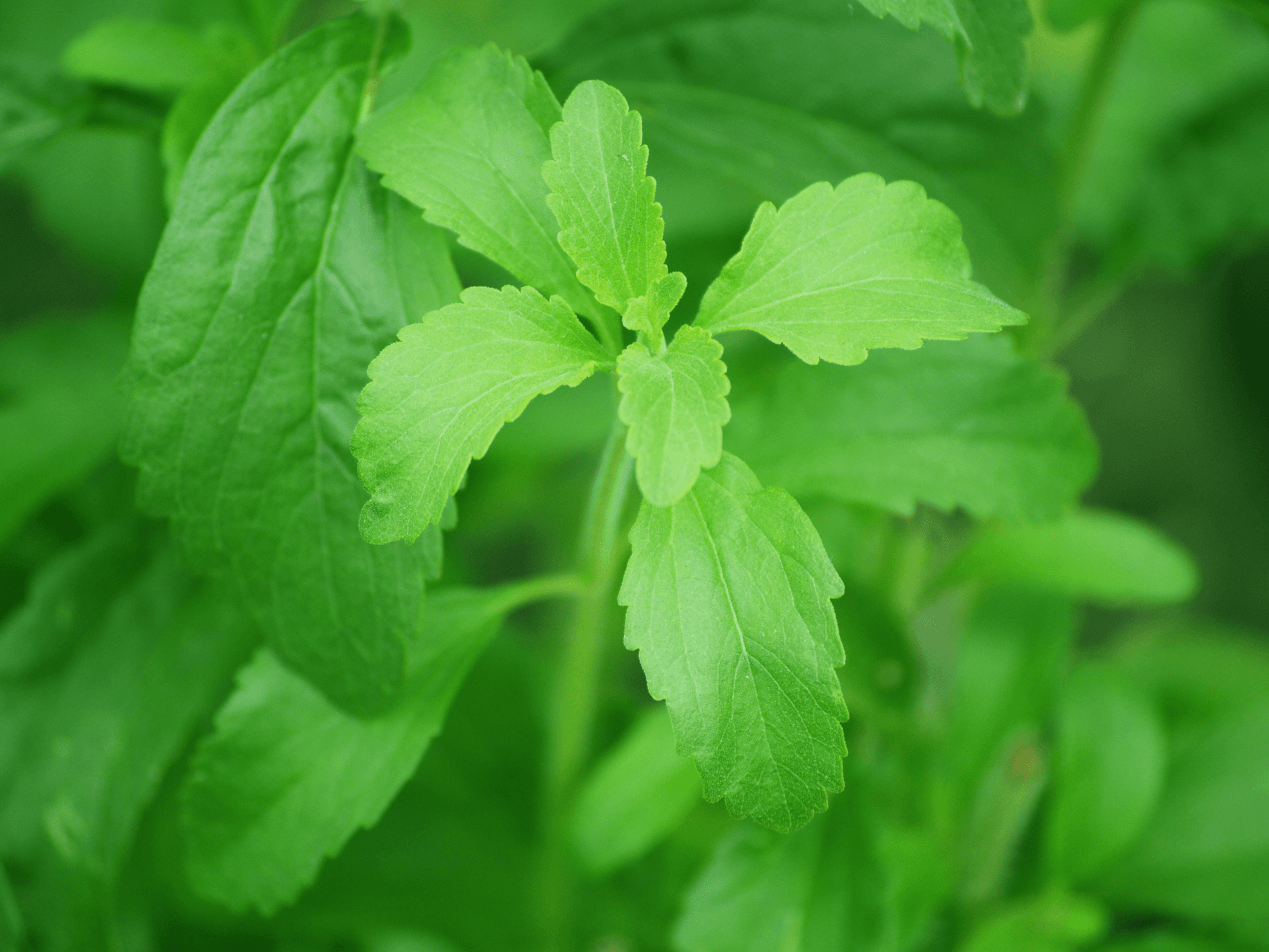 Foto de Stevia (Stevia rebaudiana)