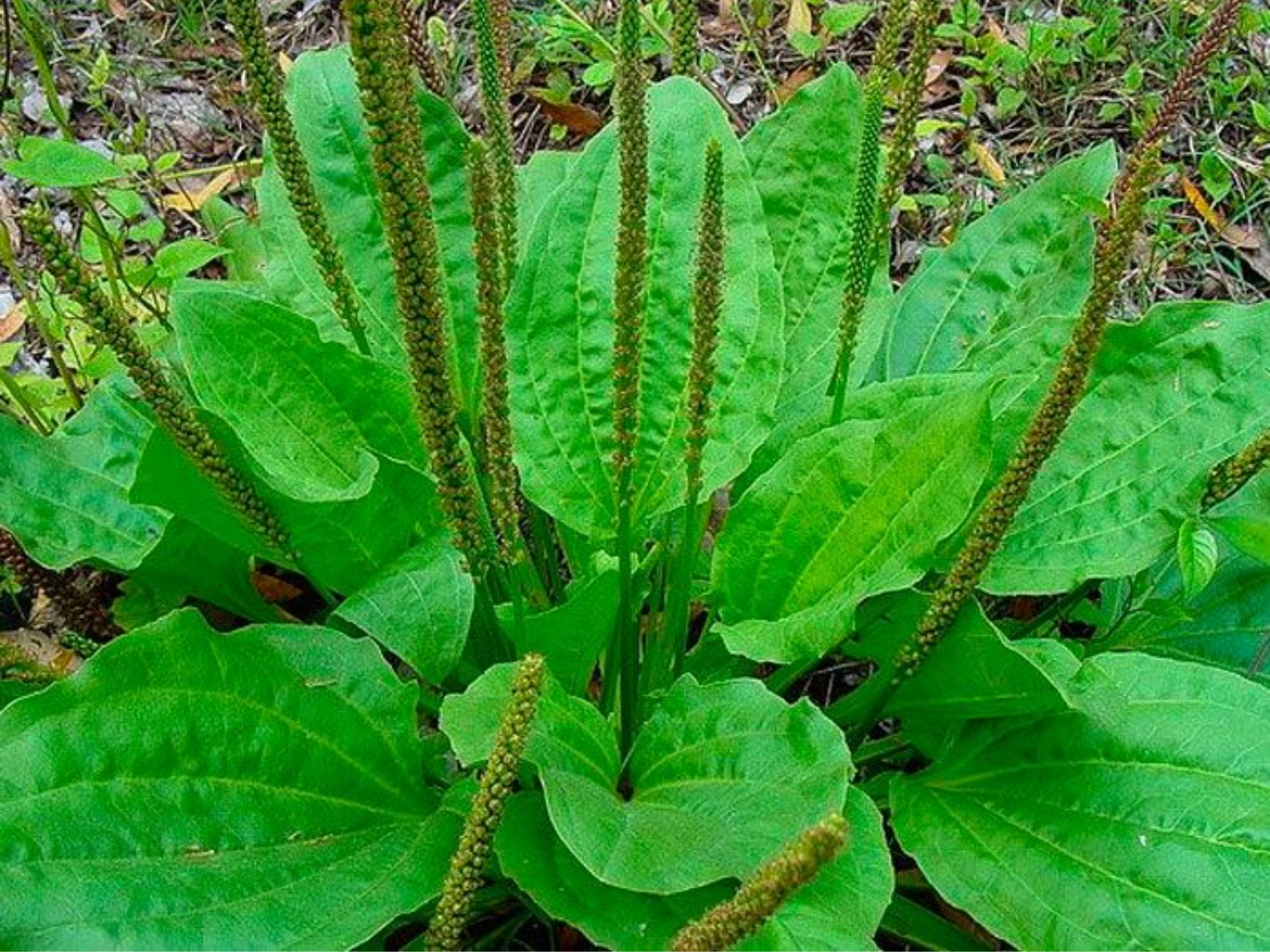 Foto de Tanchagem (Plantago major)
