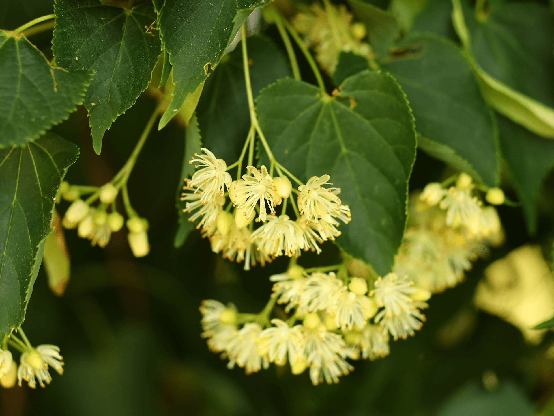 Foto de Tília (Tilia cordata)