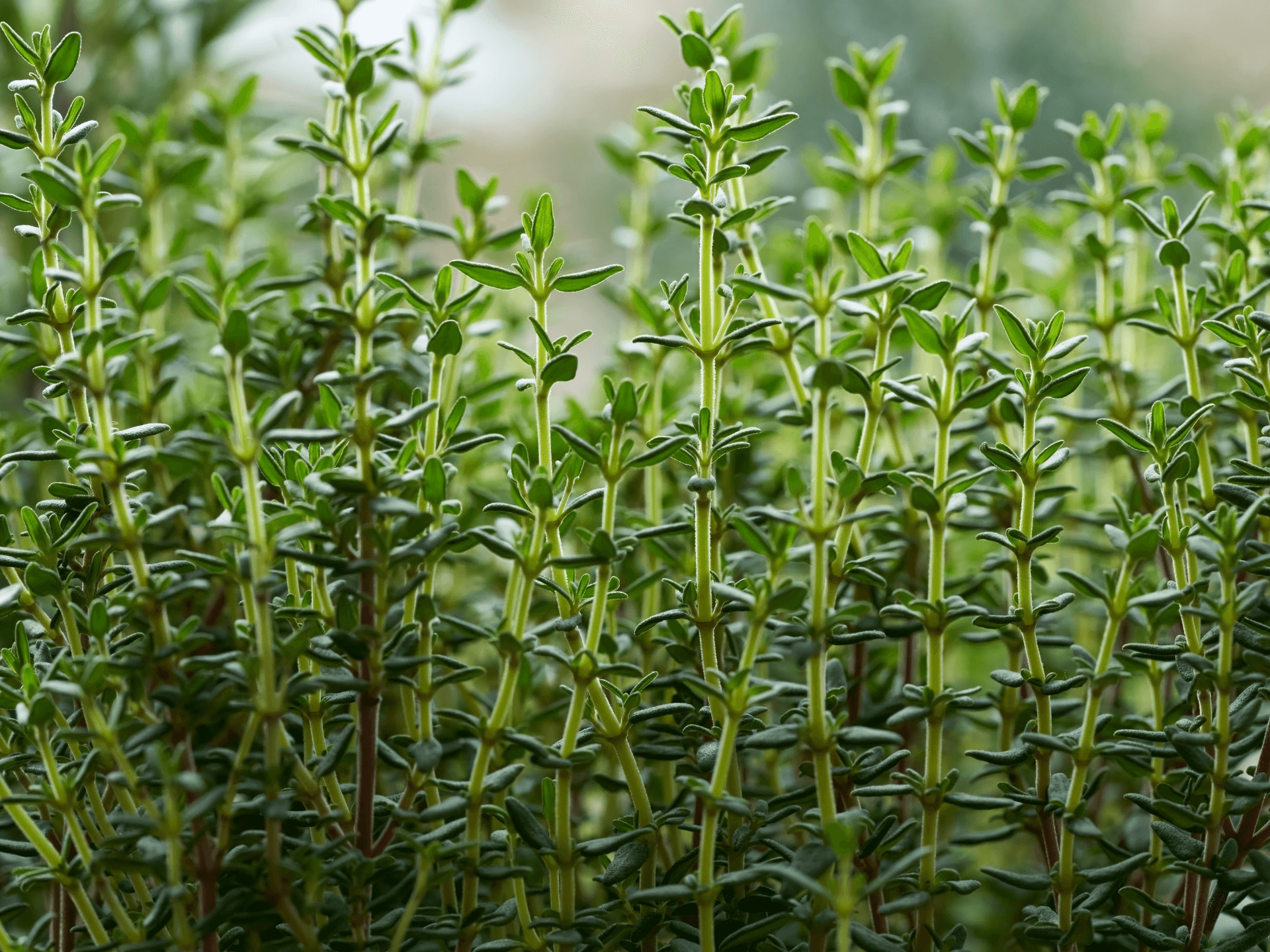 Foto de Tomilho (Thymus vulgaris)