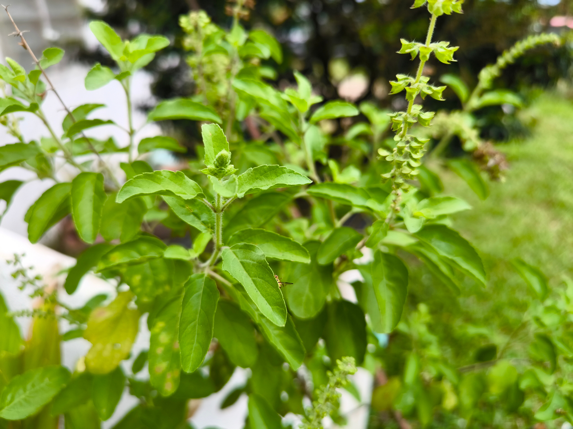 Foto de Tulsi (Ocimum tenuiflorum)