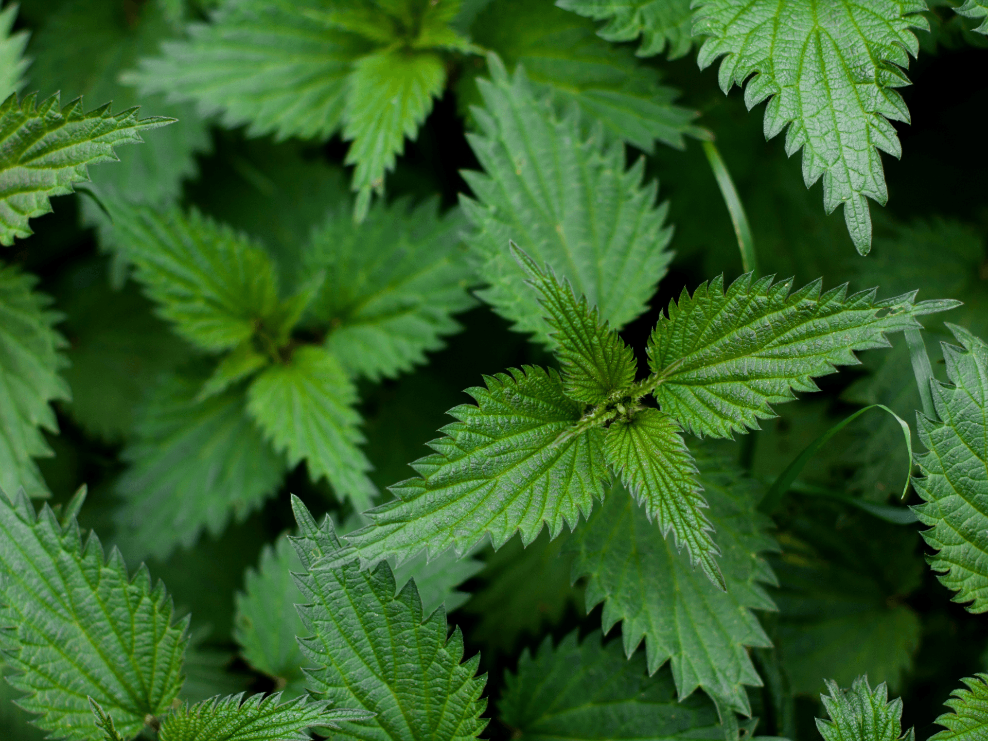 Foto de Urtiga (Urtica dioica)