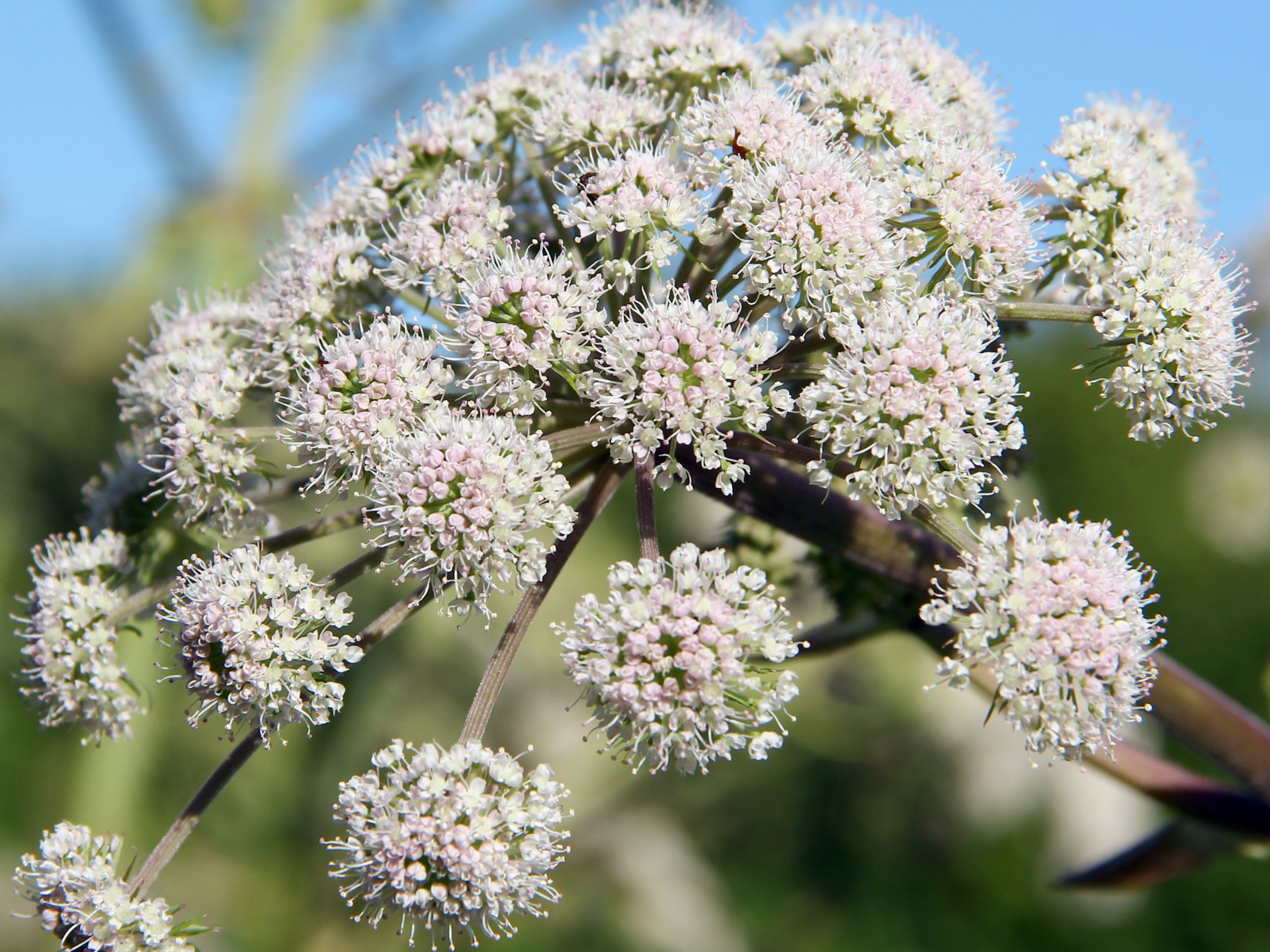 Foto de Valeriana (Valeriana officinalis)