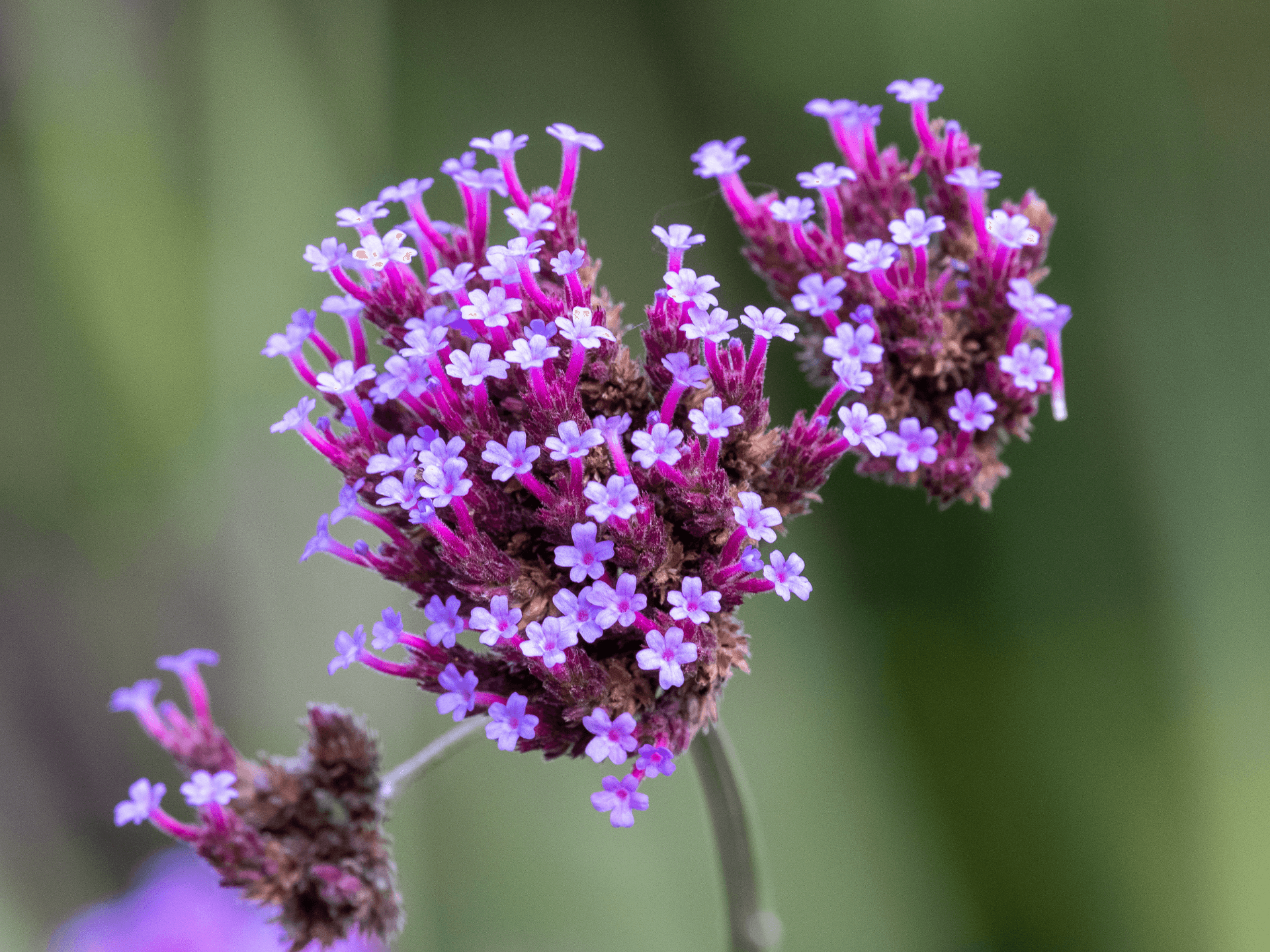 Foto de Verbena (Verbena officinalis)